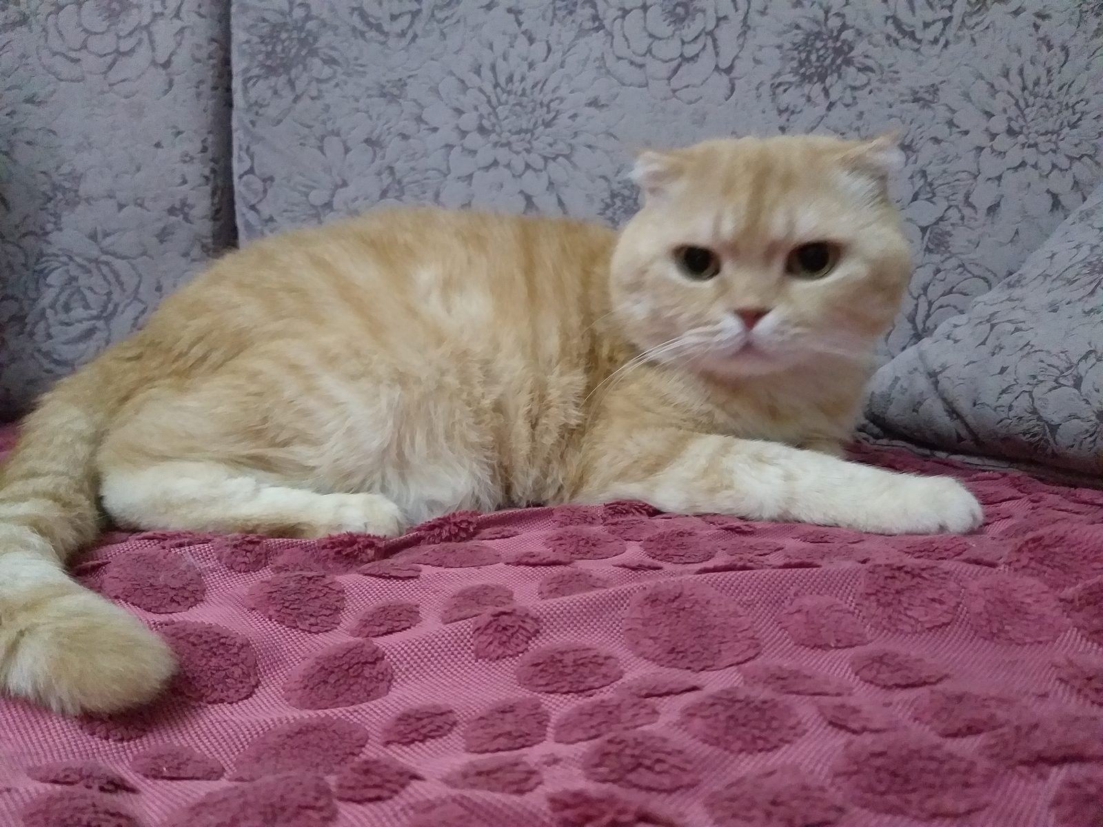 Пропала кошка в Ставрополе — Помогите найти кота!