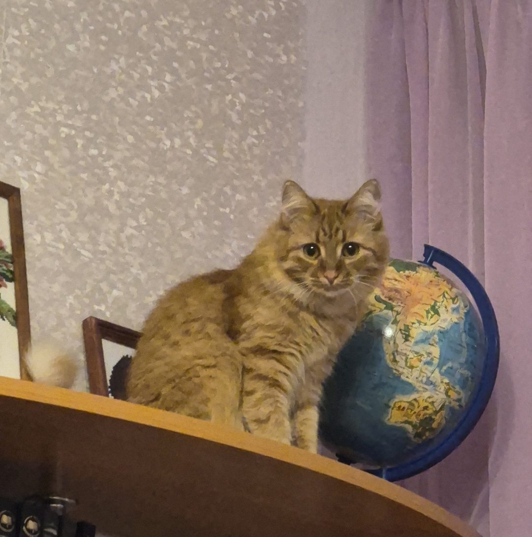 Пропала кошка в Нижнем Новгороде — фото объявления