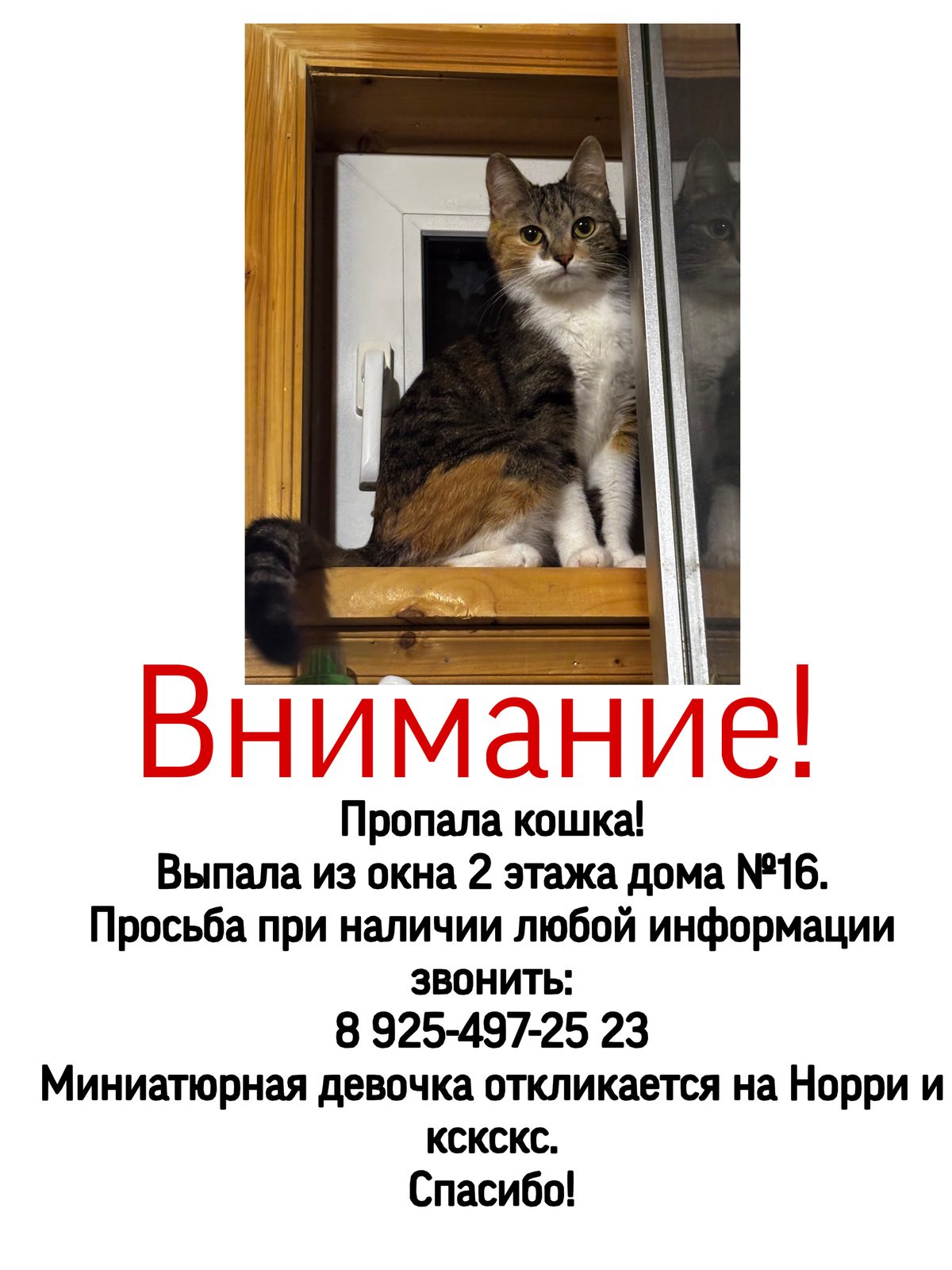 Пропала кошка в Балашихе — фото объявления