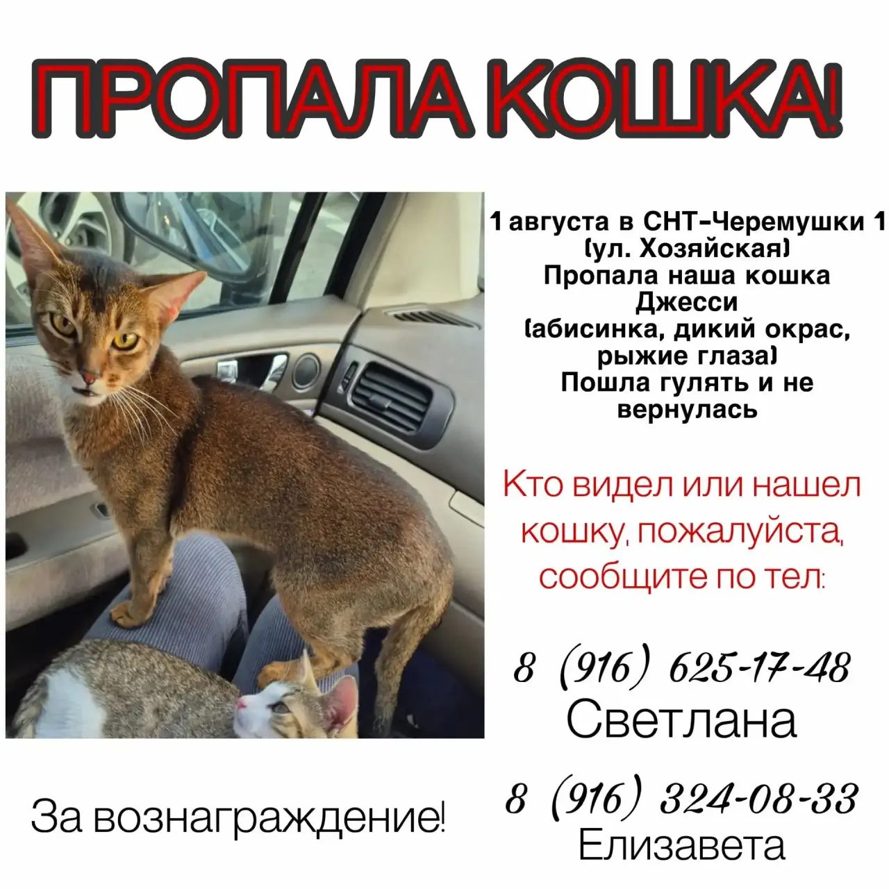 Пропала кошка в Александрове — фото объявления