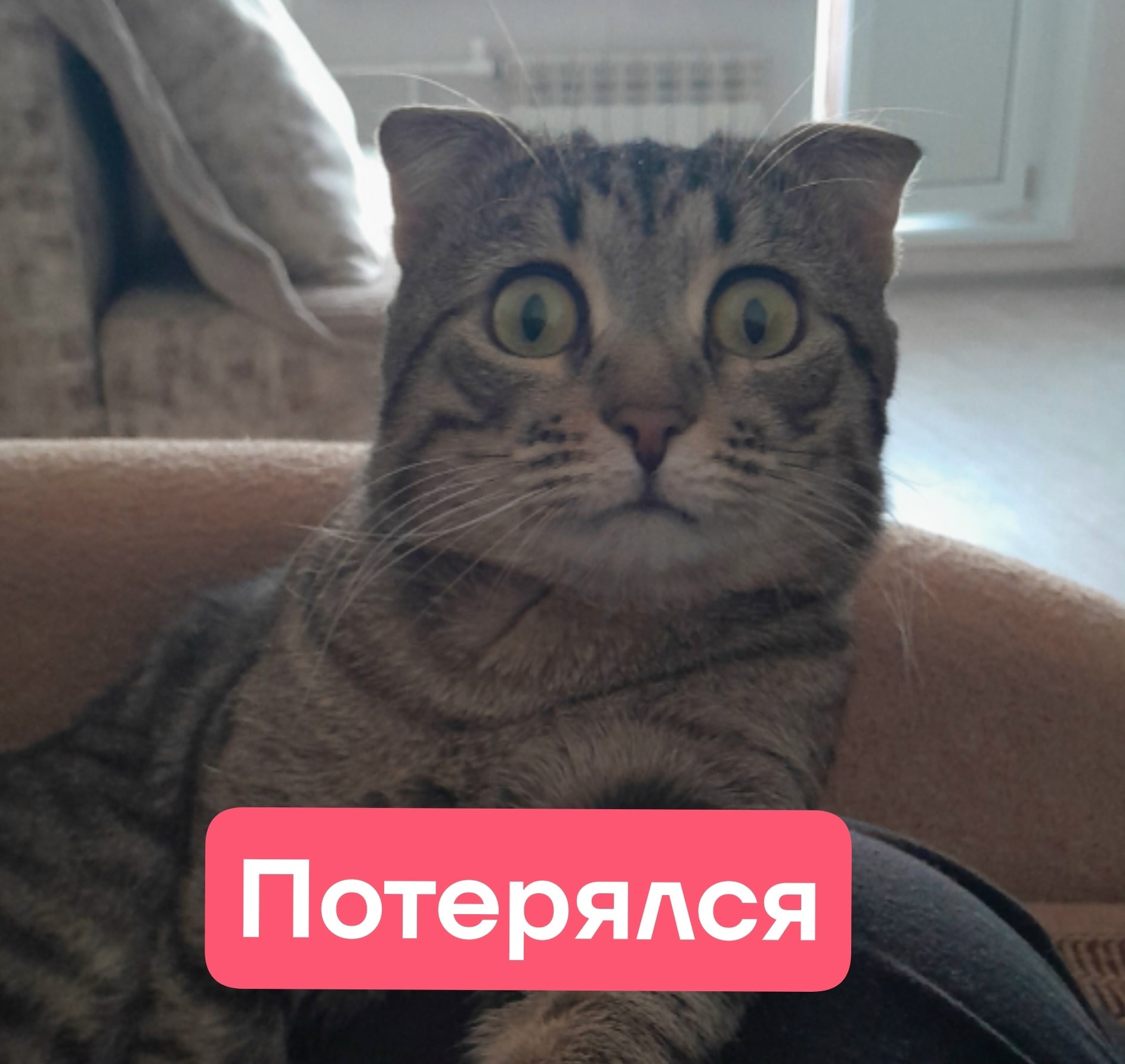 Найдена кошка в Энгельсе — фото объявления