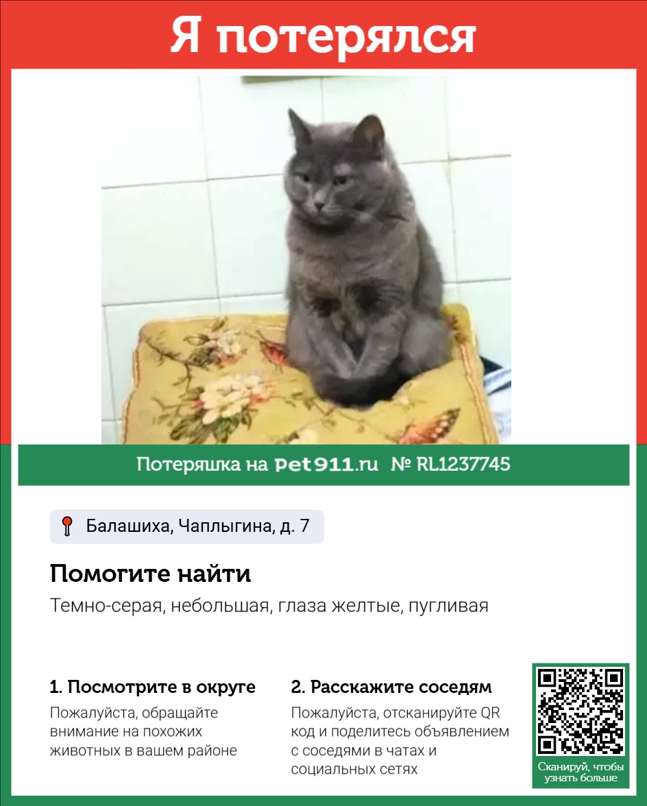 Найдена кошка в Реутове — фото объявления