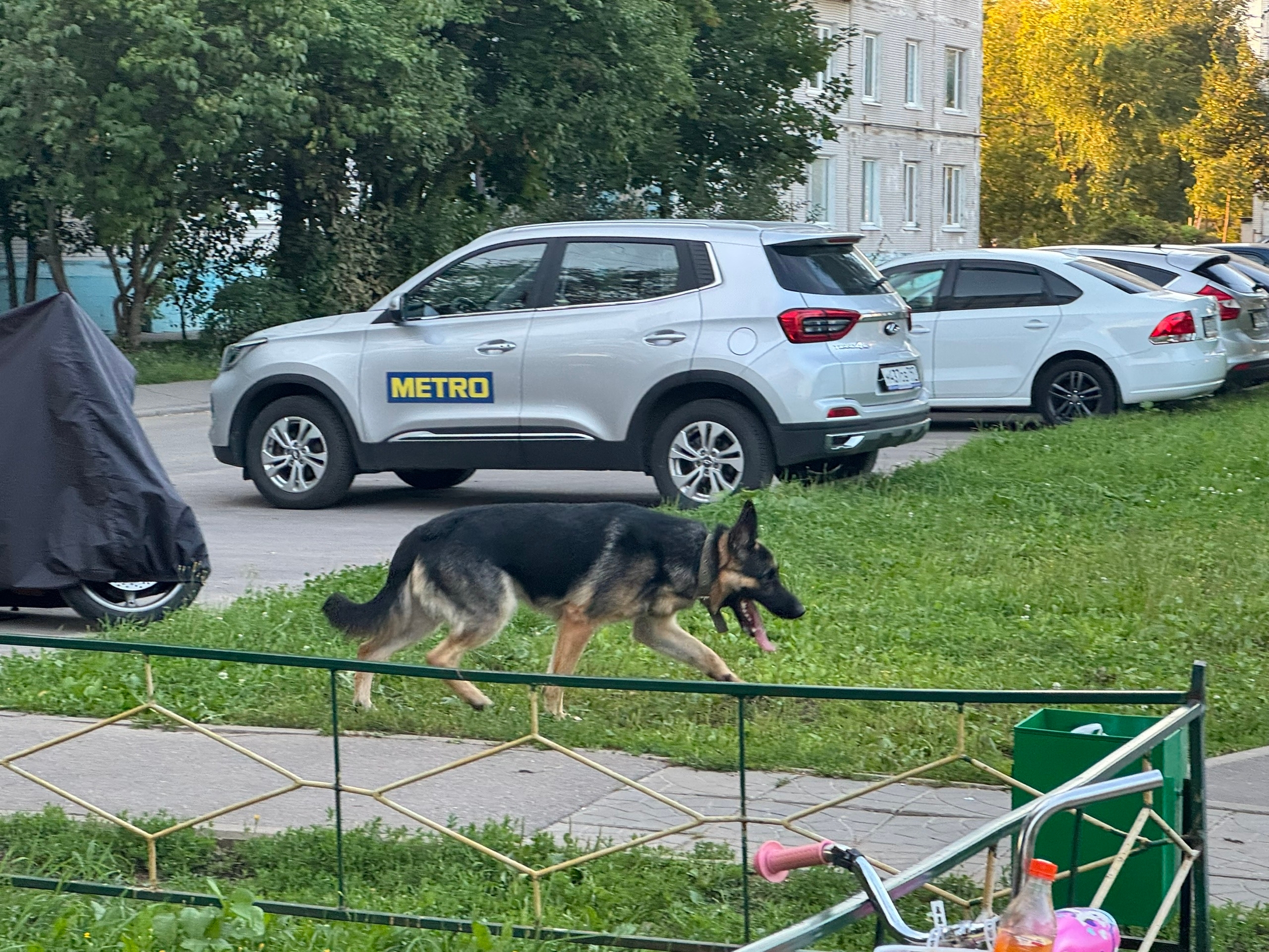 Найдена собака в Лобне — фото объявления