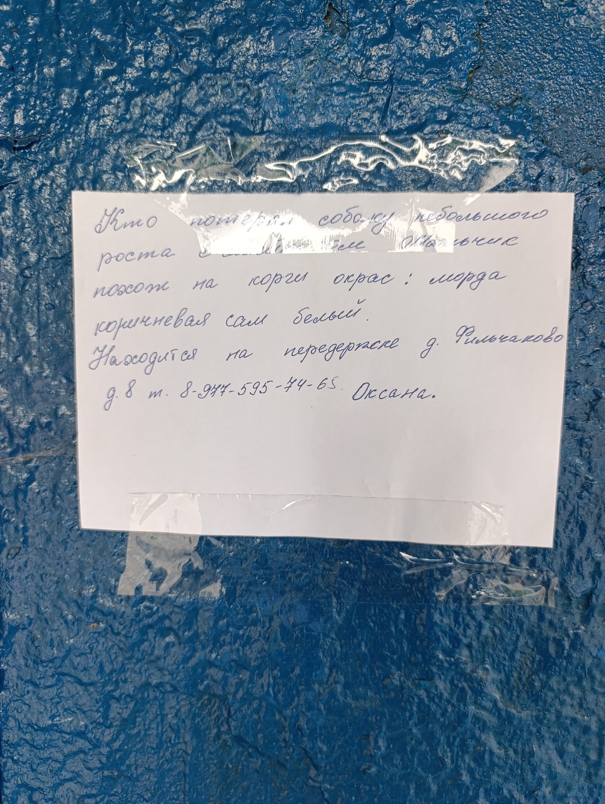 Объявление о питомце в Егорьевске — фото объявления