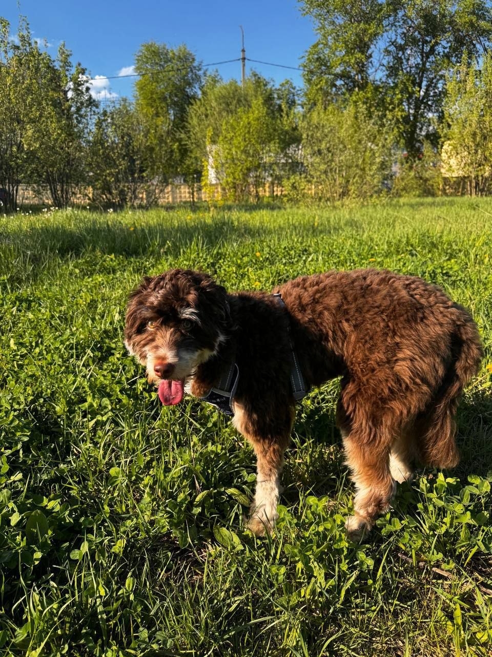 Найдена собака в Чехове — фото объявления
