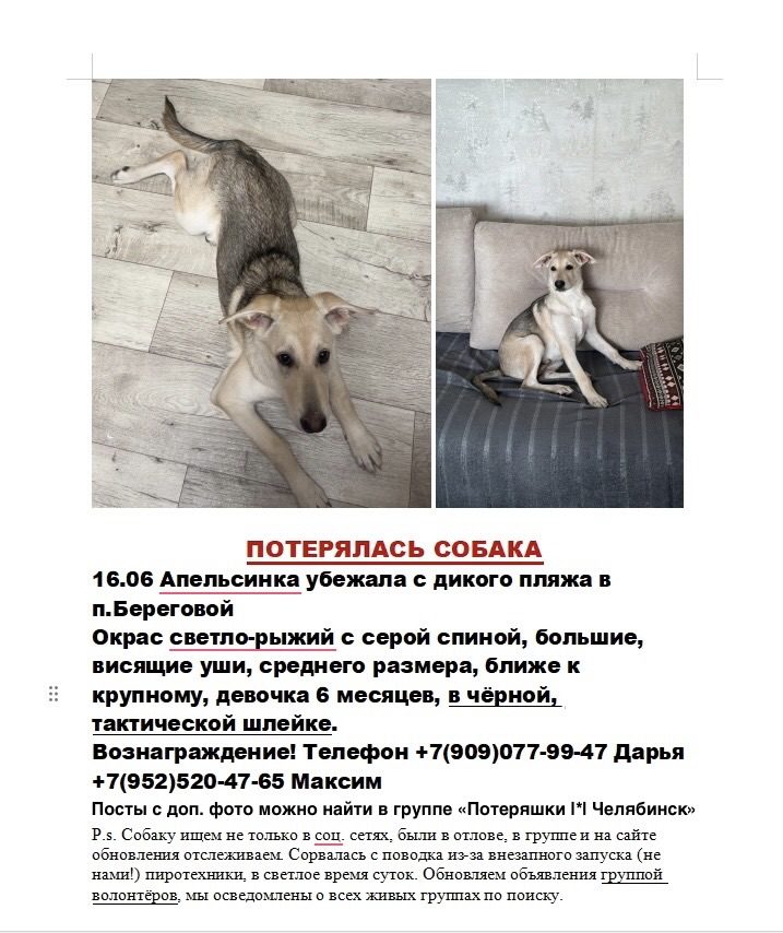 Пропала собака в Челябинске — фото объявления