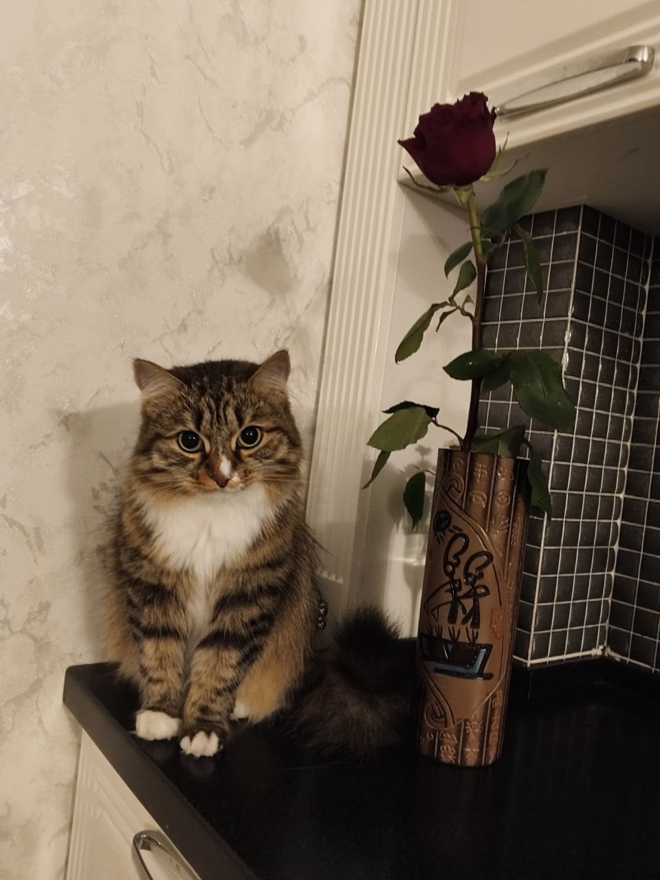 Кошка вернулась домой — Королёв