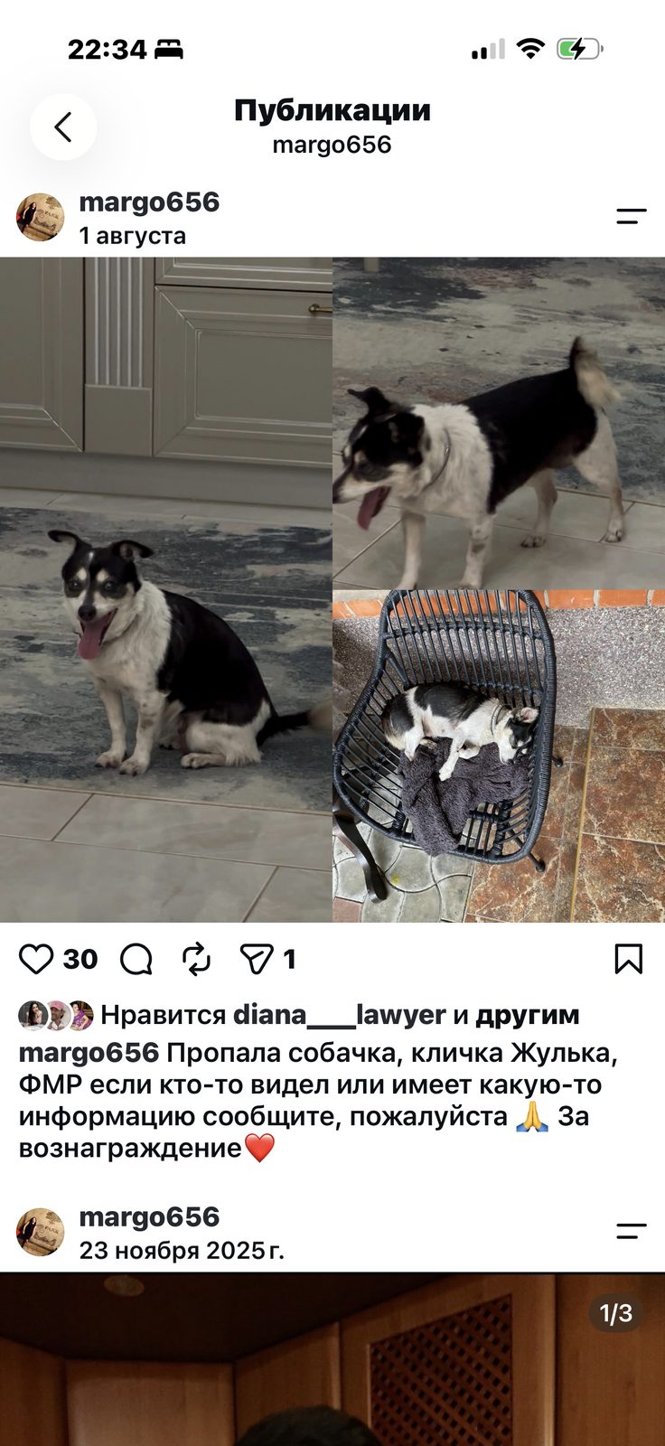 Пропала собака в Краснодаре — фото объявления