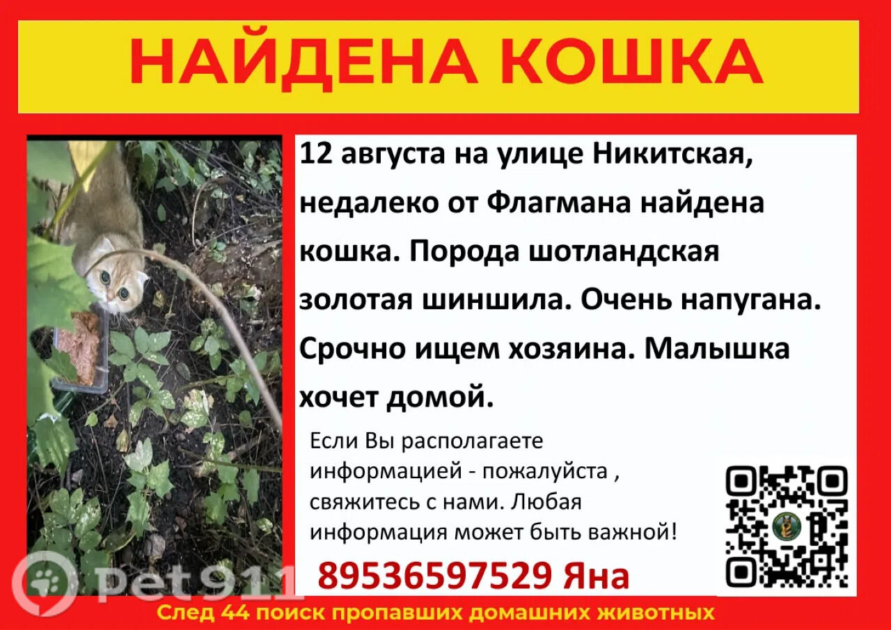 Найдена кошка в Костроме — фото объявления