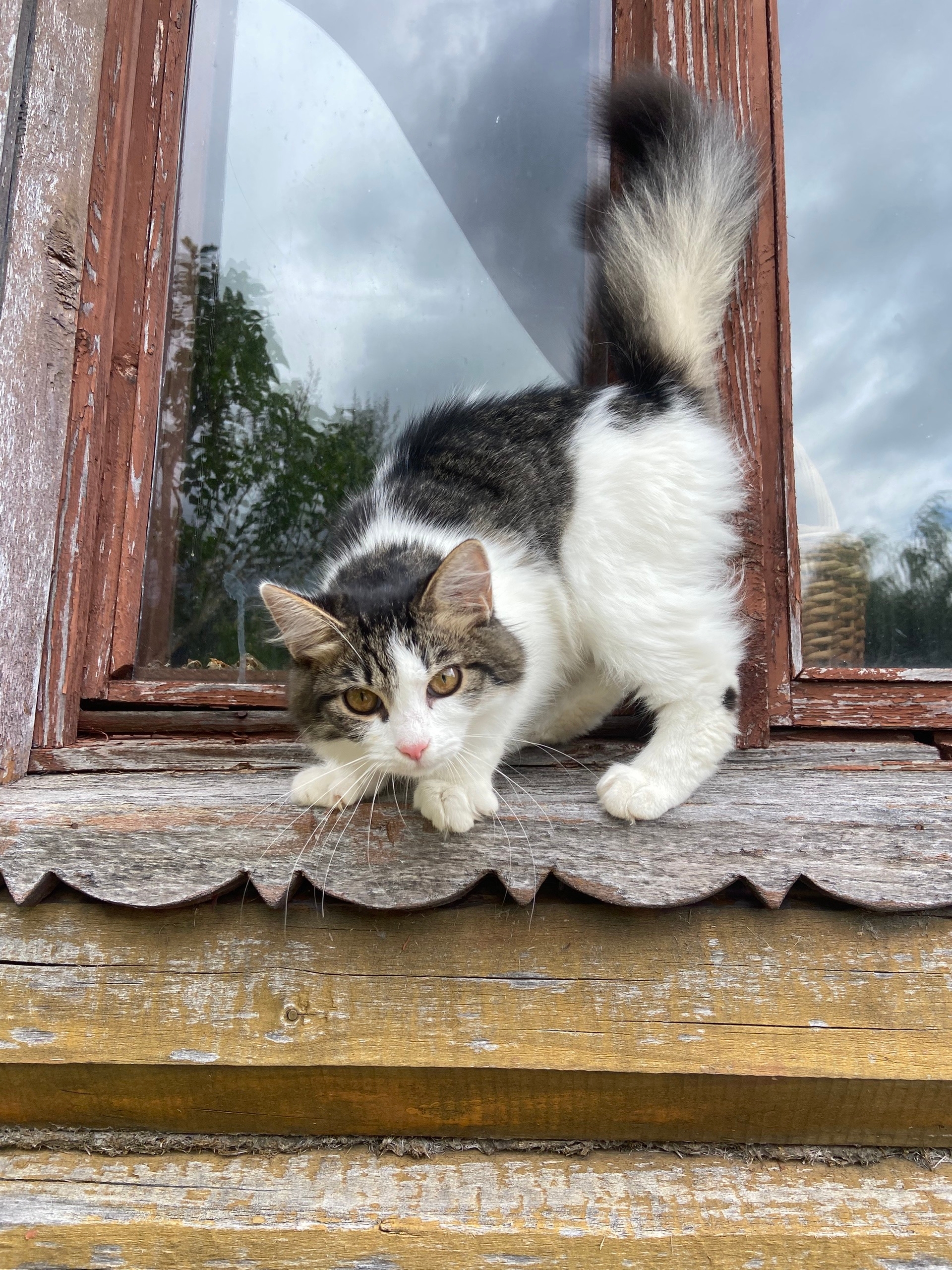 Найдена кошка в Чехове — фото объявления