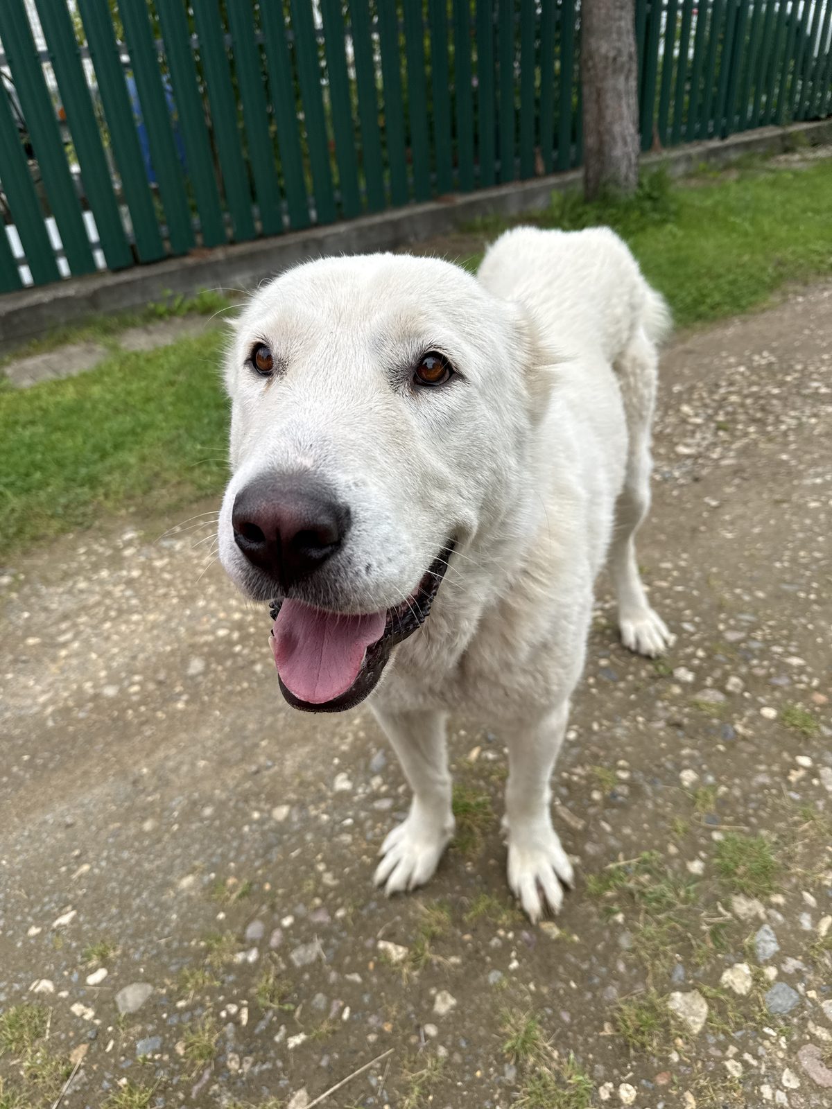 Найдена собака в Дмитрове — фото объявления
