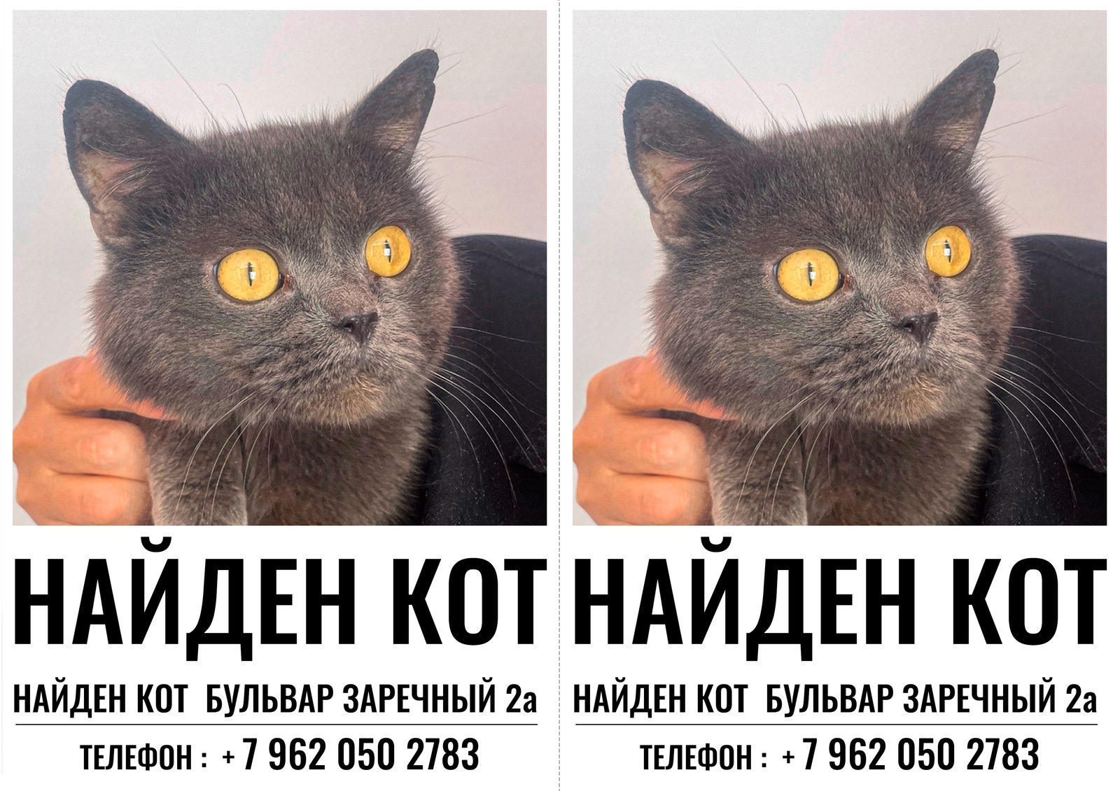 Найдена кошка в Омске — фото объявления