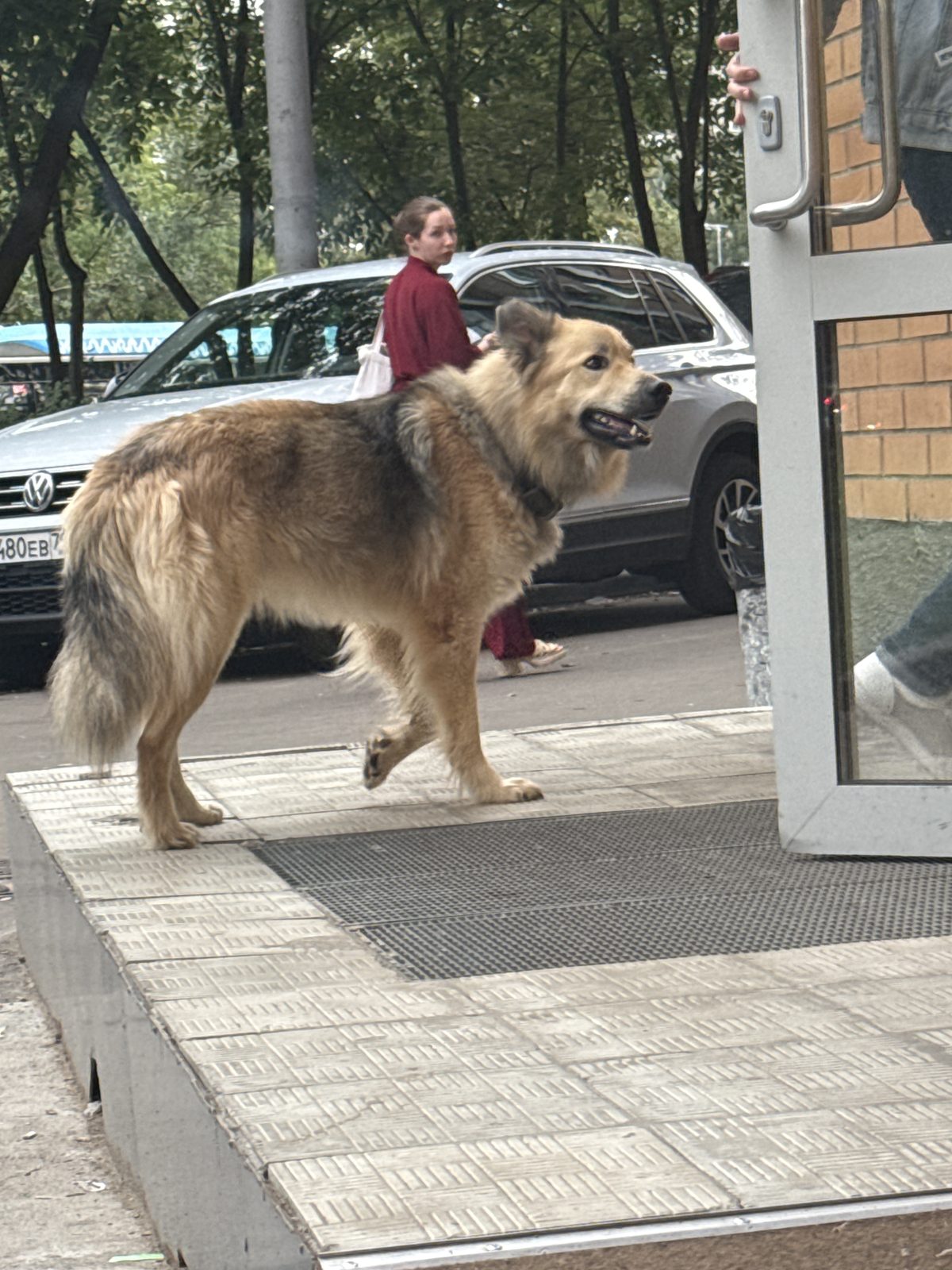 Найдена собака в Москве — фото объявления