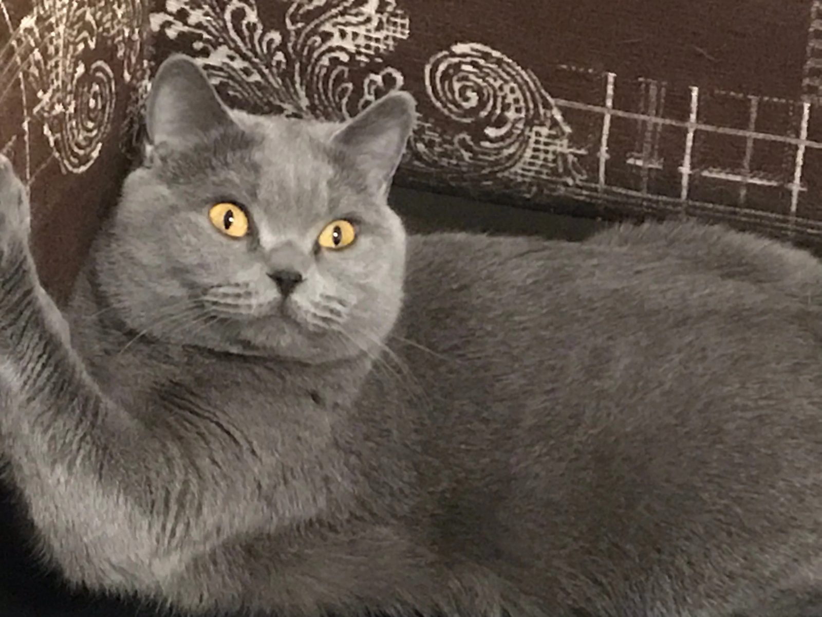Пропала кошка в Колтушах — Попала кошка Британка