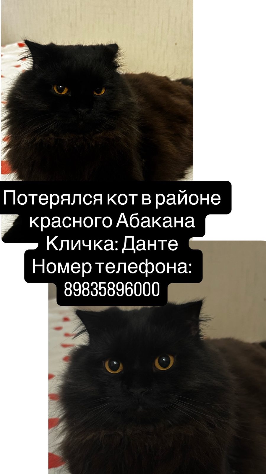 Пропала кошка в Абакане — фото объявления