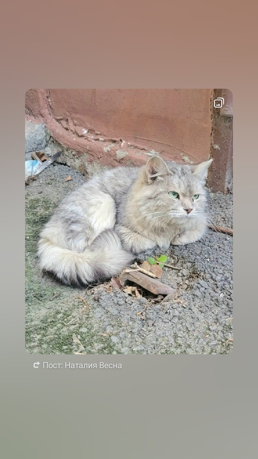 Найдена кошка в Нижнем Тагиле — фото объявления