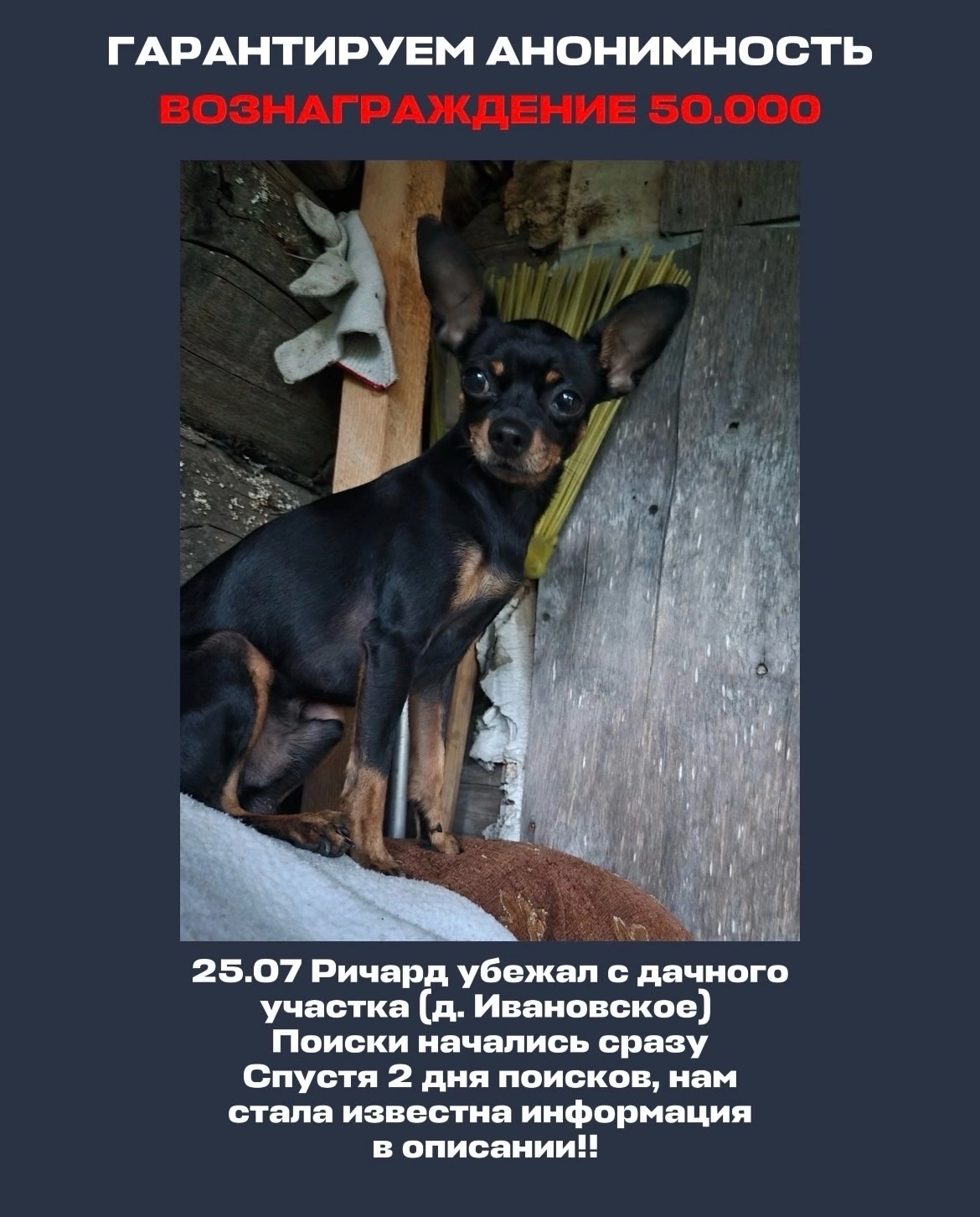 Объявление о питомце в Вологде — фото объявления