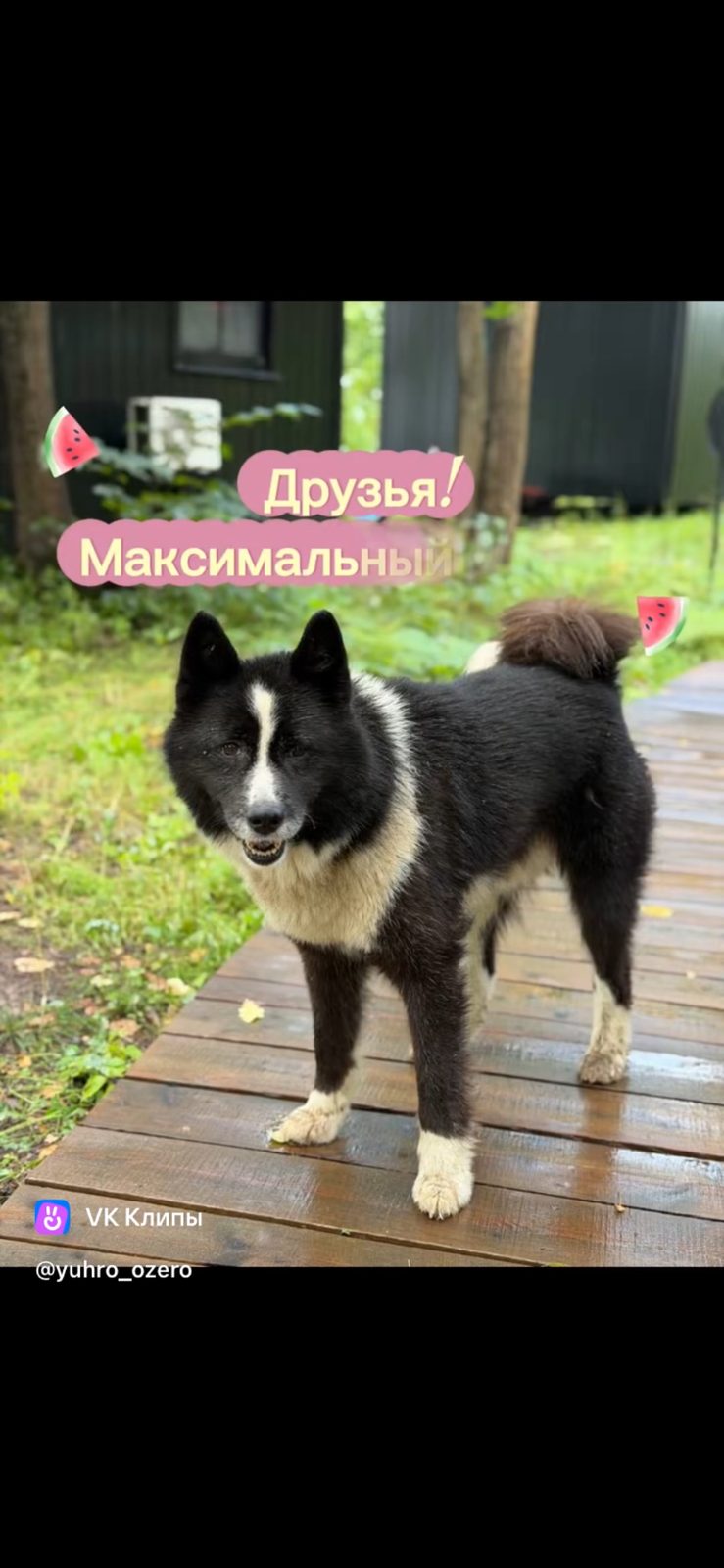 Найдена собака в Боре — Пес ищет хозяина