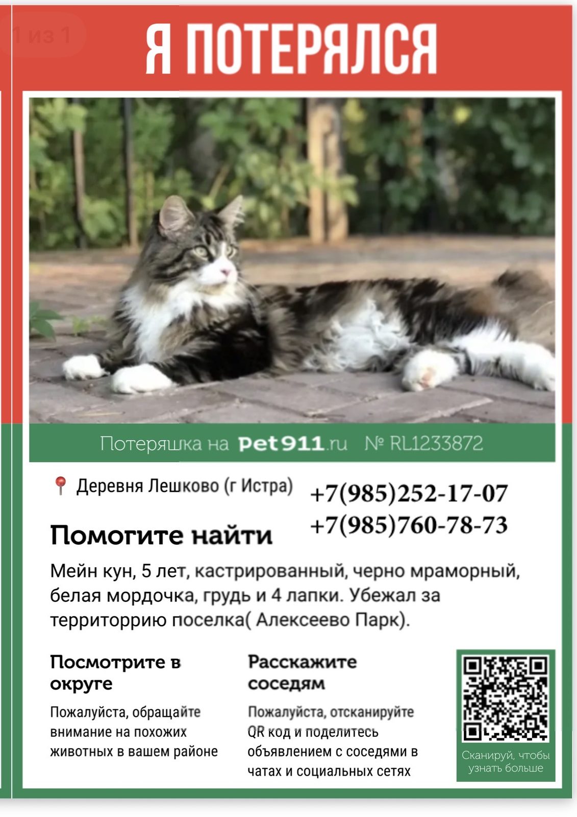 Пропала кошка в Истре — фото объявления