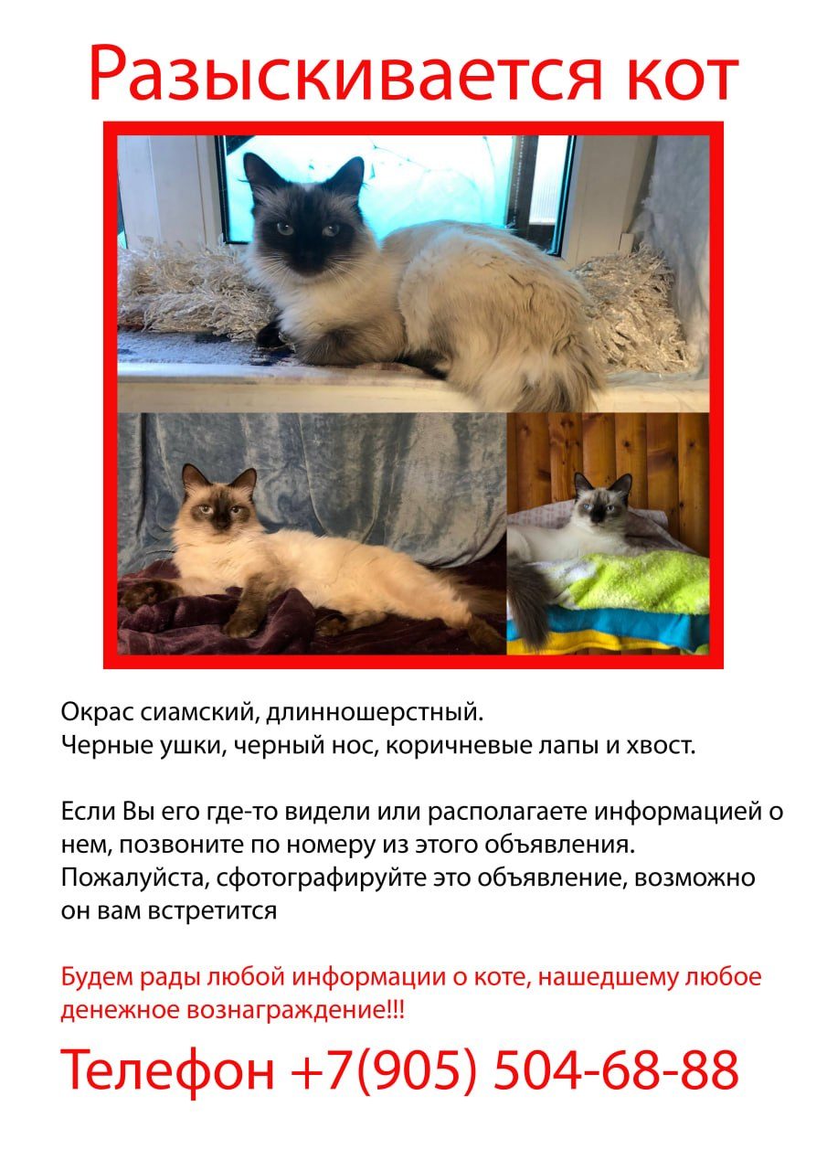 Пропала кошка в Зеленограде — фото объявления