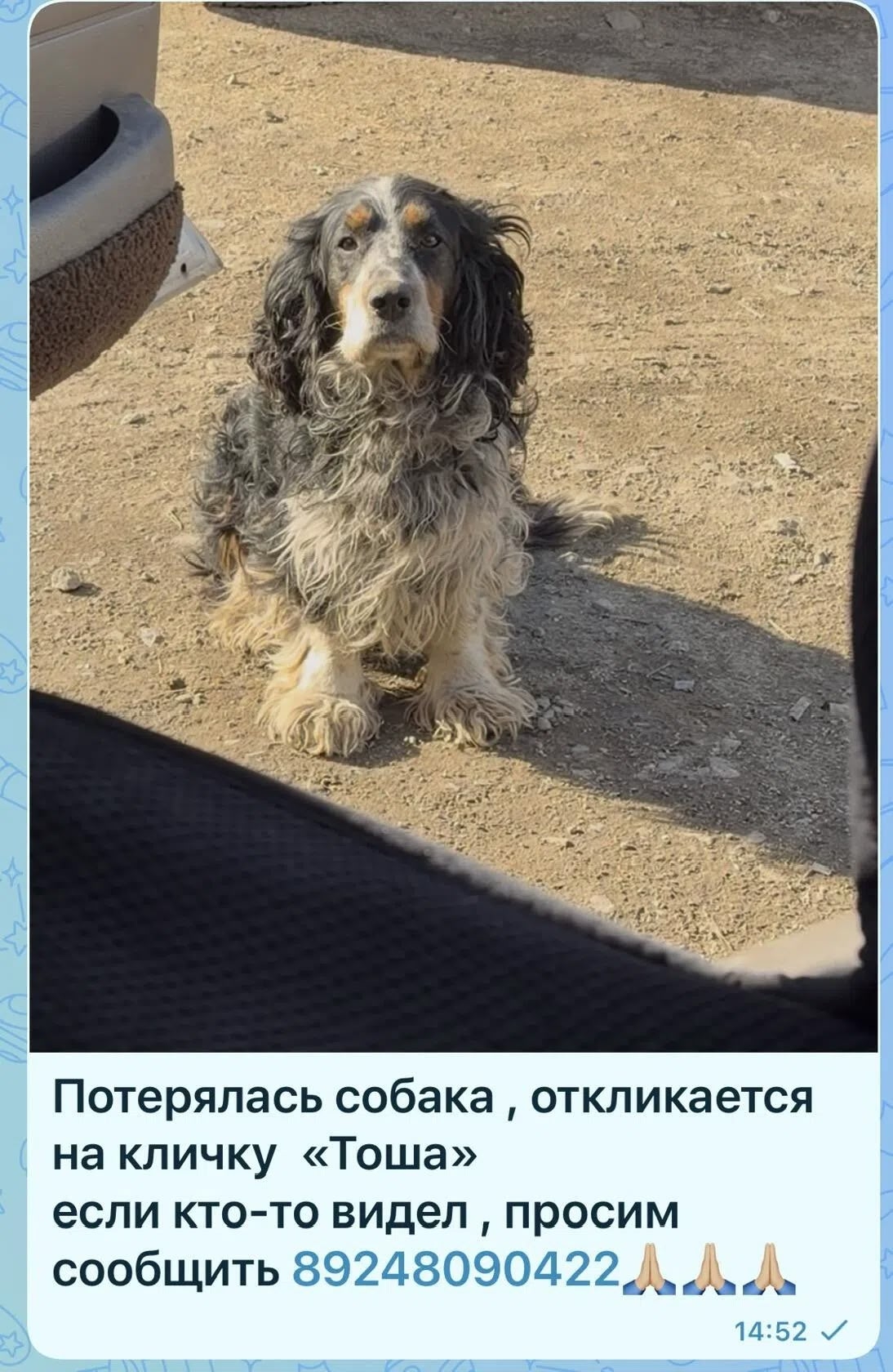 Найдена собака в Чите — фото объявления