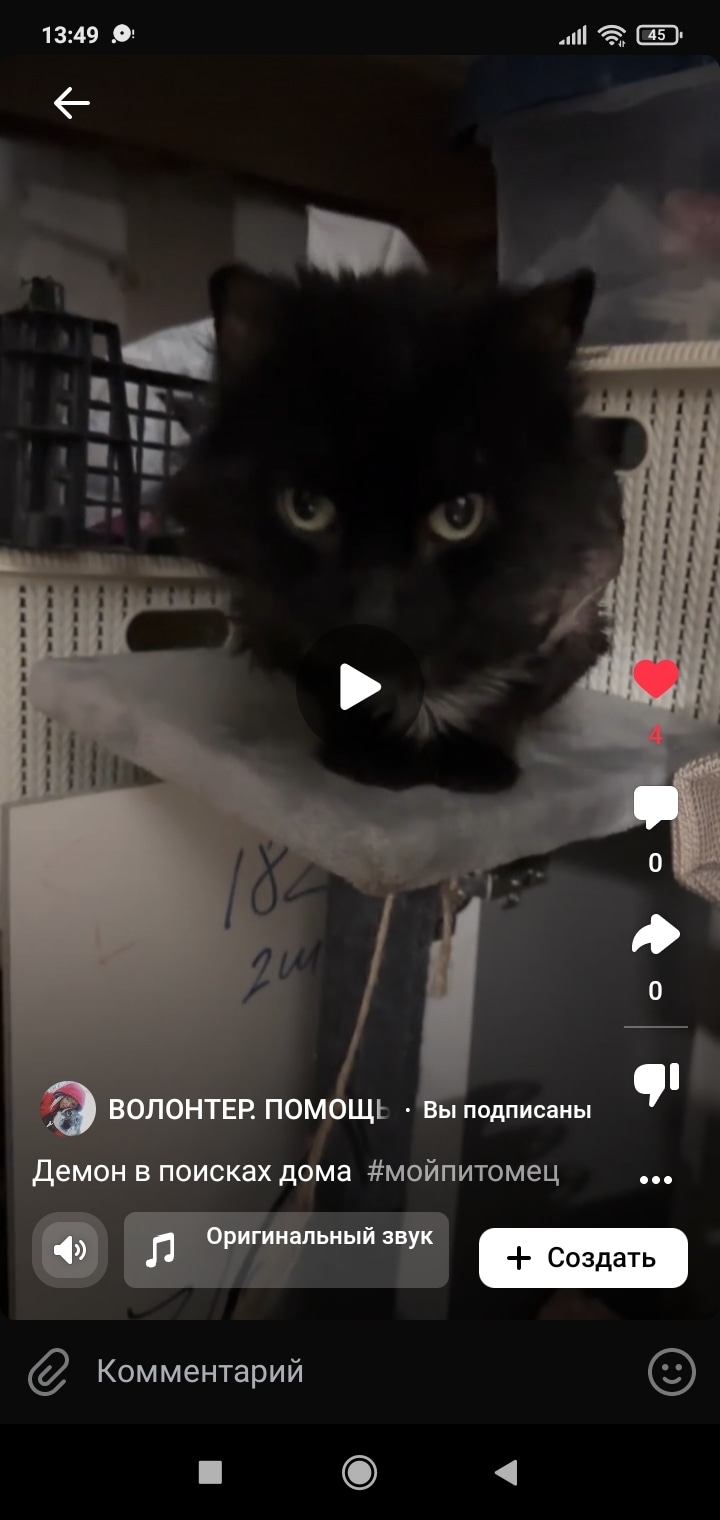 Найдена кошка в Саранске — фото объявления