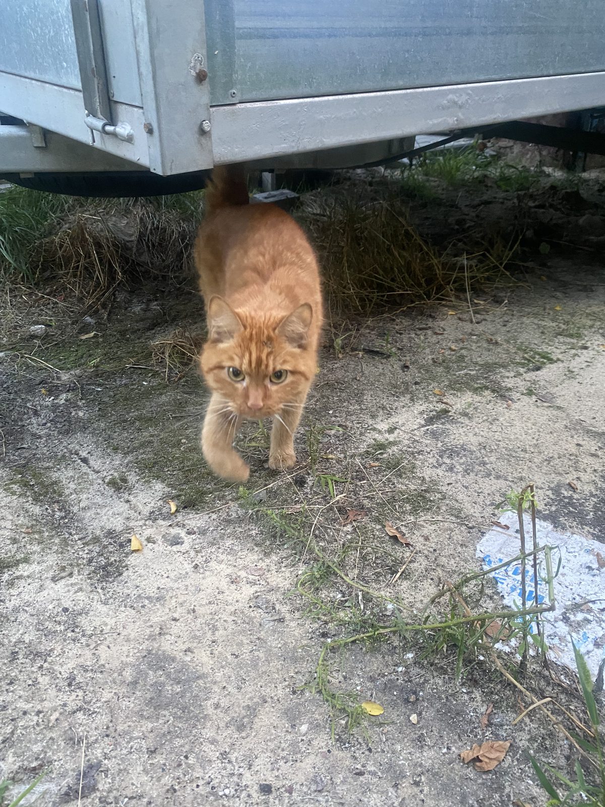 Найдена кошка в Воронеже — фото объявления