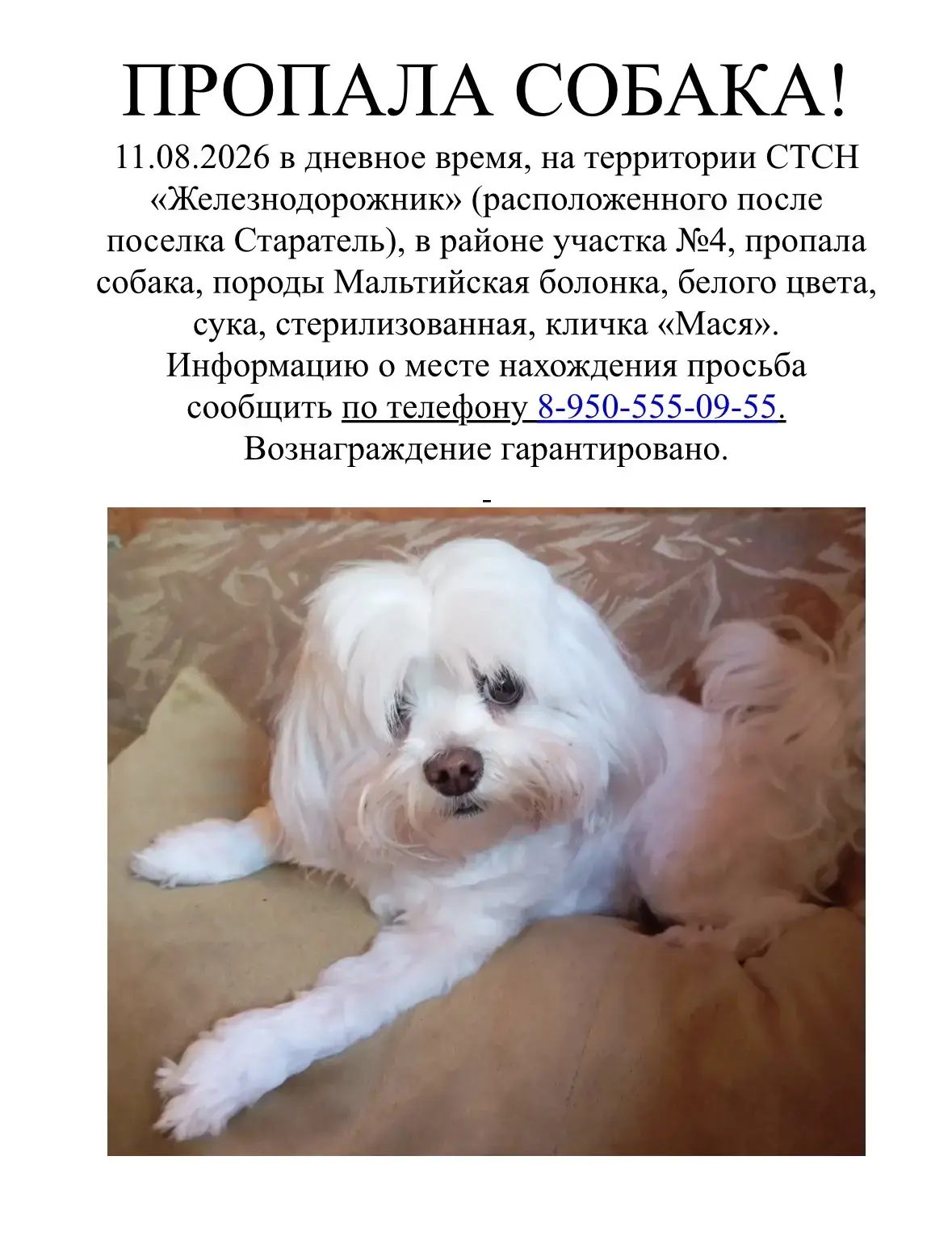 Пропала собака в Нижнем Тагиле — фото объявления