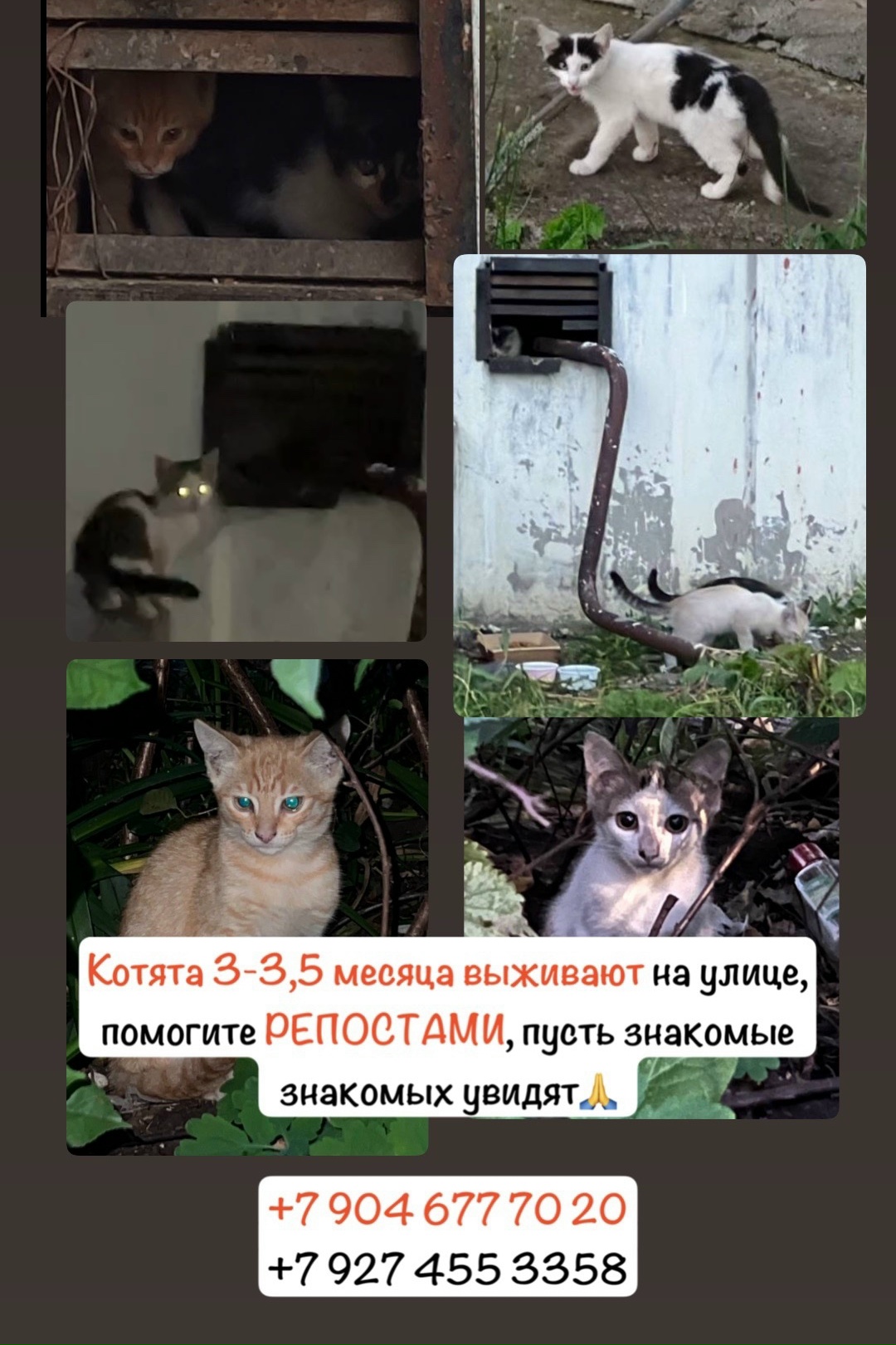 Объявление о питомце в Нижнекамске — фото объявления