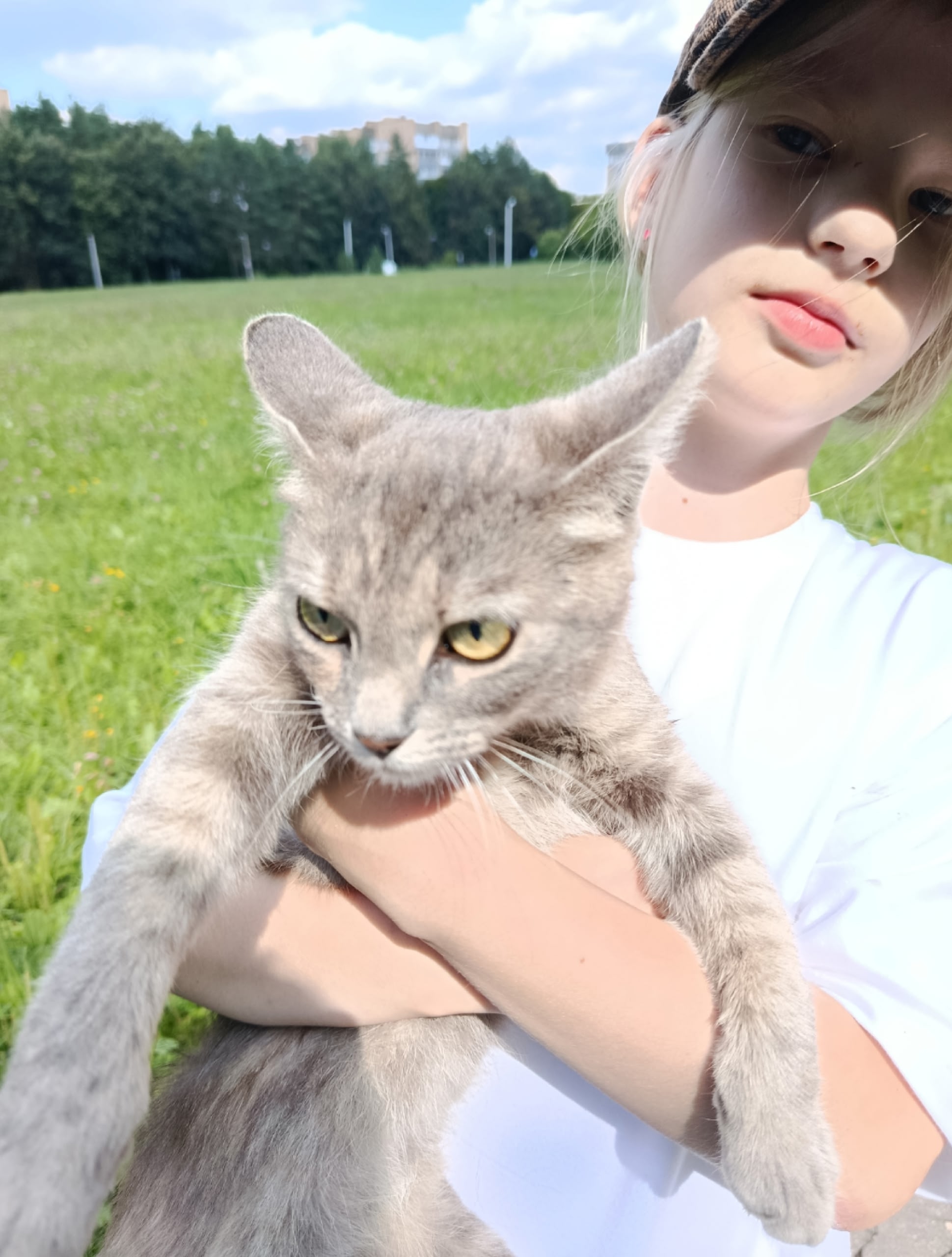 Найдена кошка в Чехове — фото объявления