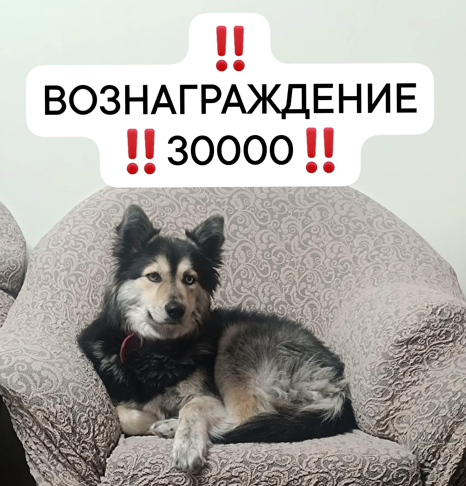 Объявление о питомце в Миассе — фото объявления