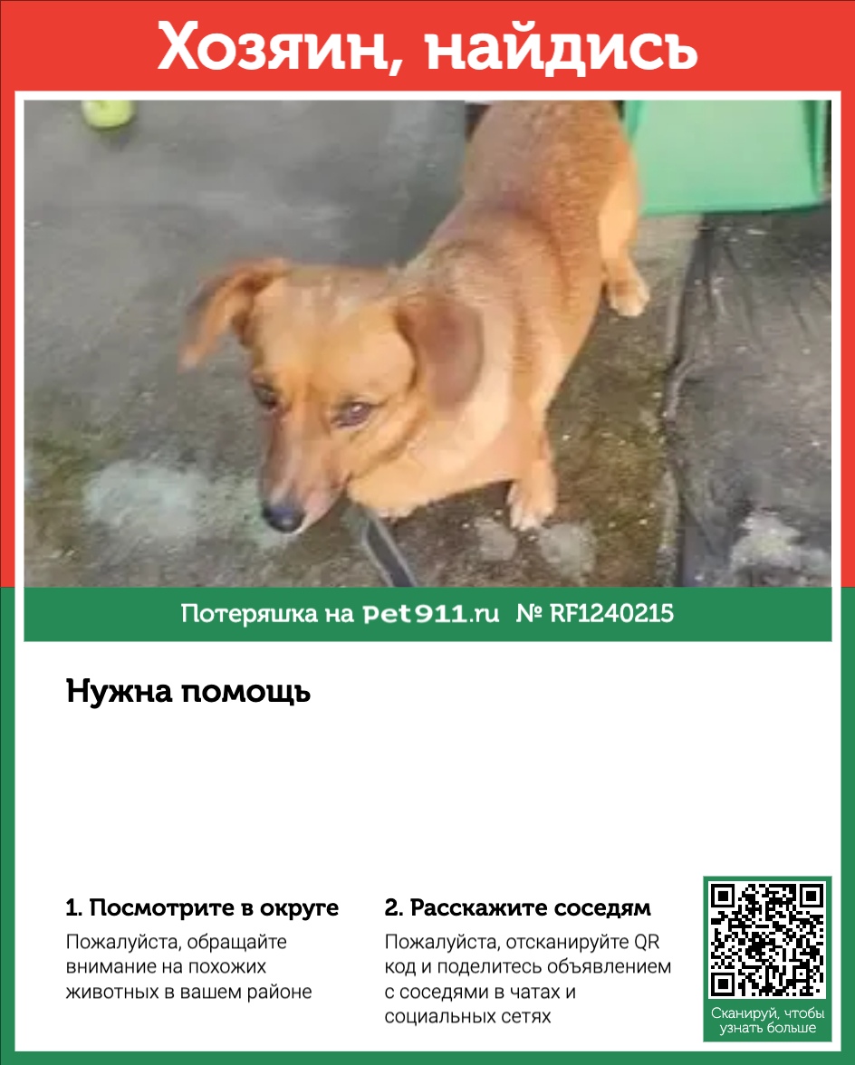 Найдена собака в Ивантеевке — фото объявления