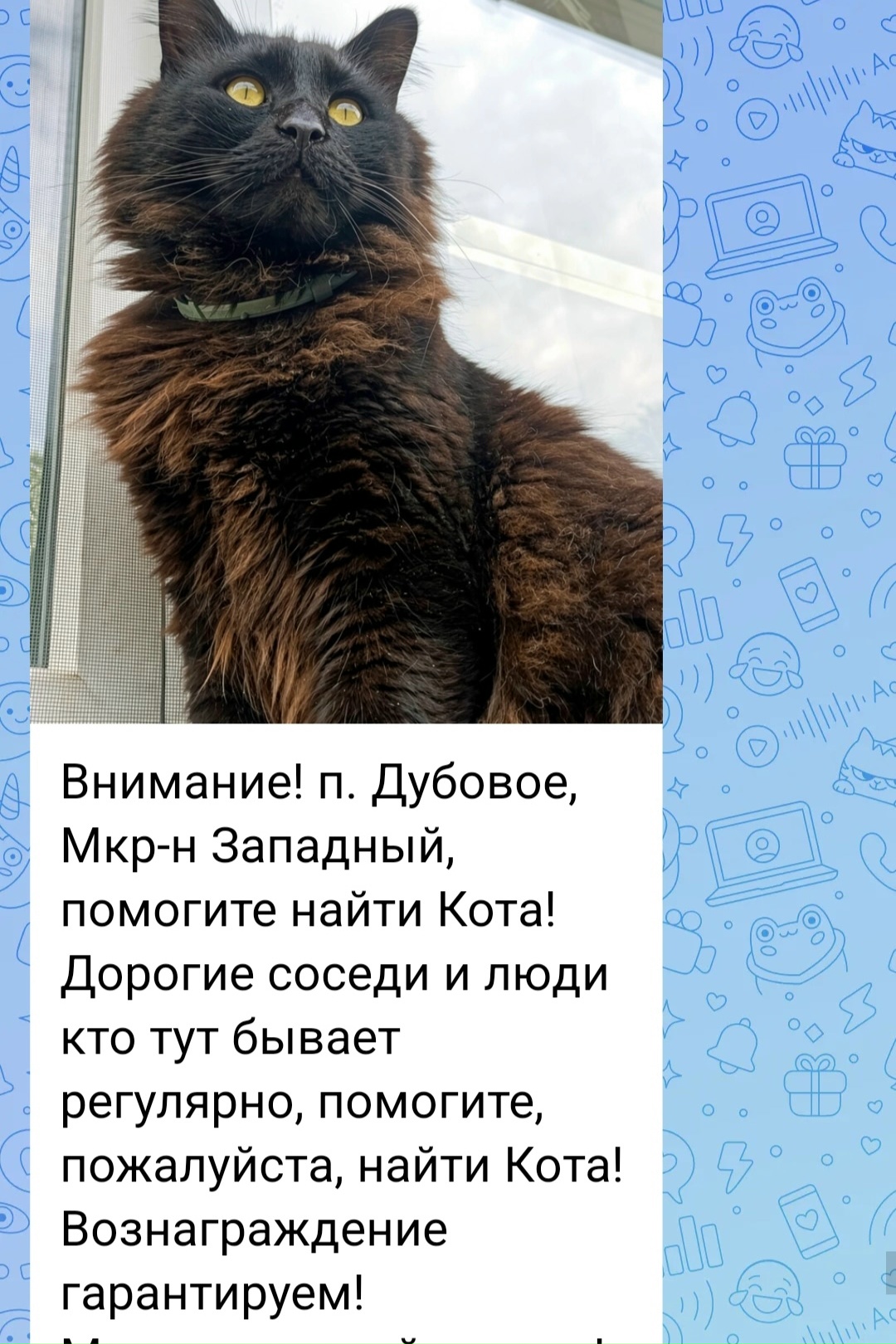 Объявление о питомце в Белгороде — фото объявления