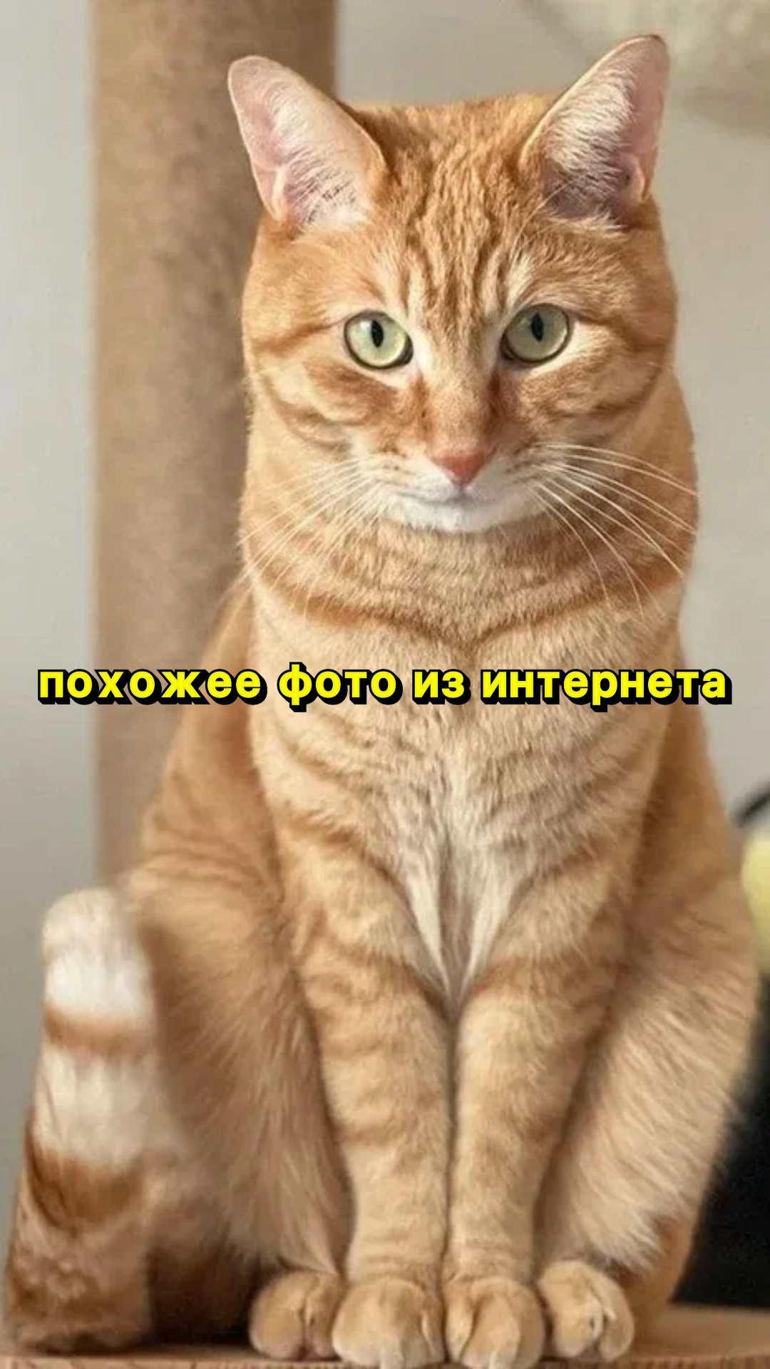 Найдена кошка в Рузе — фото объявления