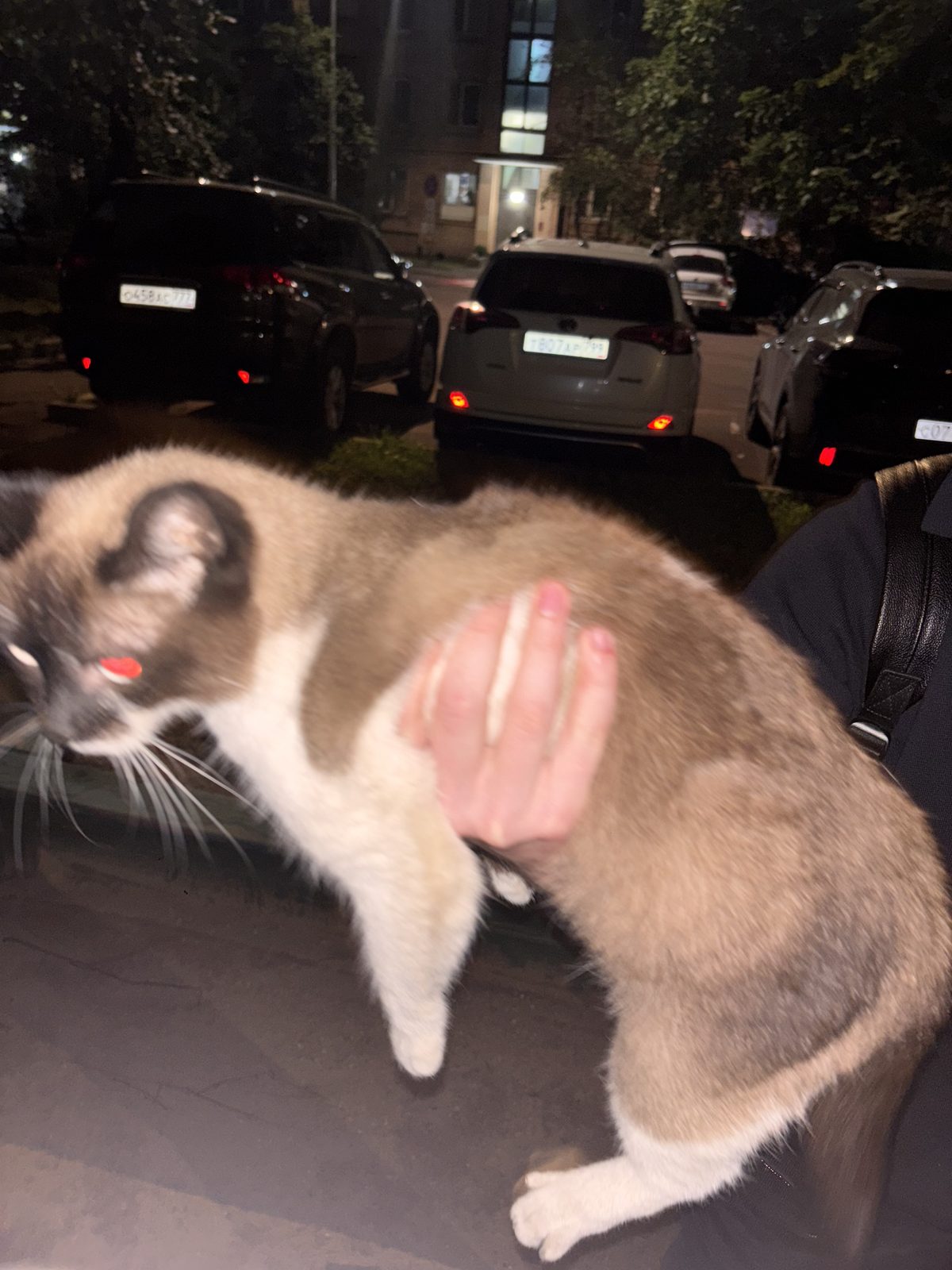 Найдена кошка в Москве — фото объявления