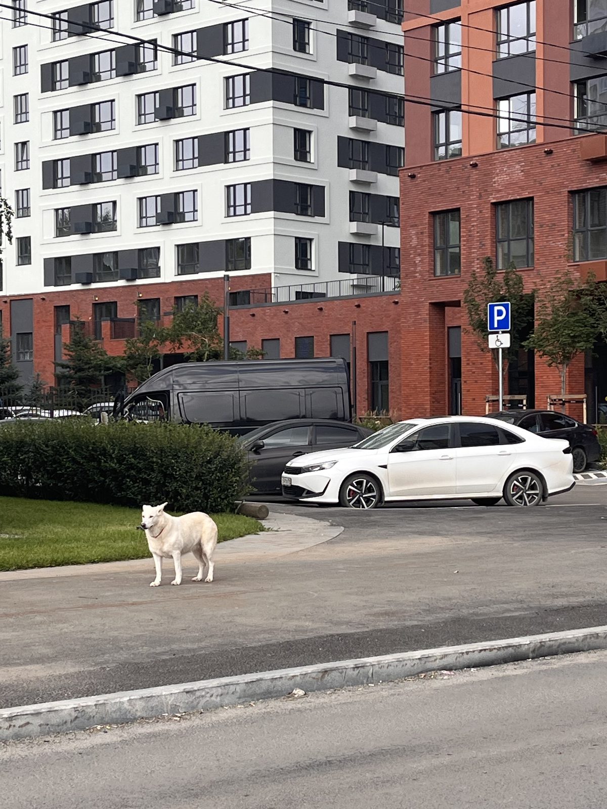 Найдена собака в Екатеринбурге — фото объявления