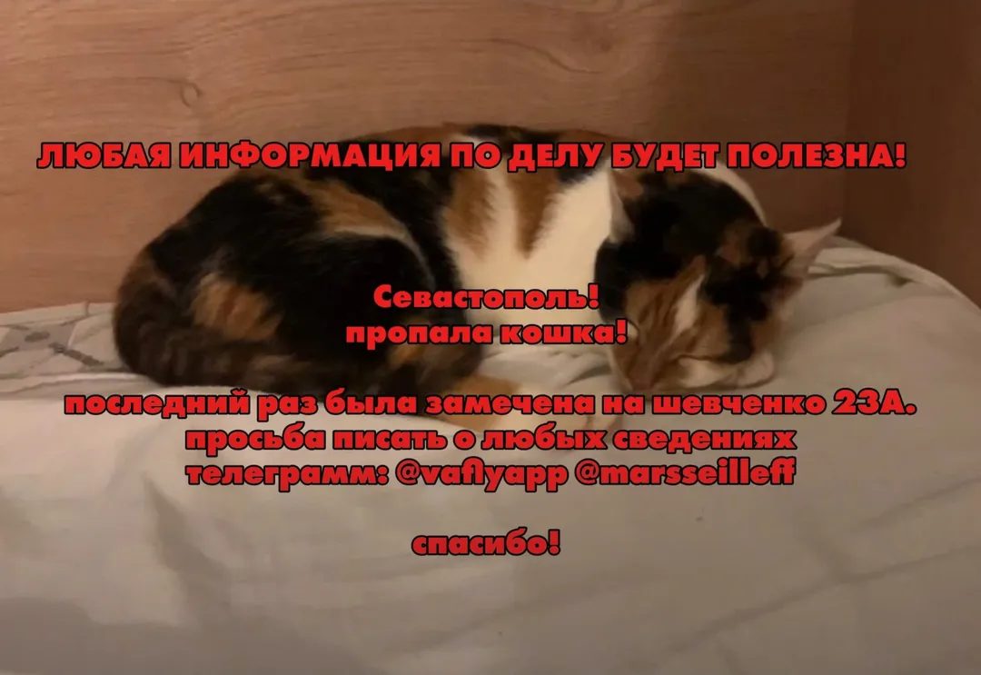 Пропала кошка в Севастополе — фото объявления