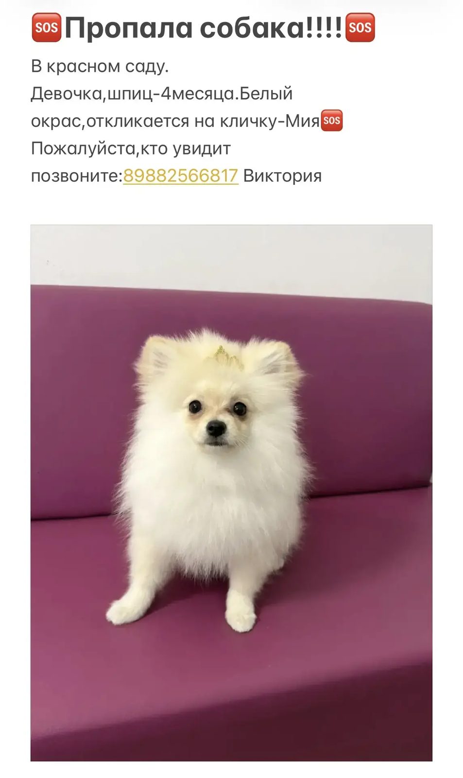 Пропала собака в Батайске — Шпиц 4 месяца окрас Белый
