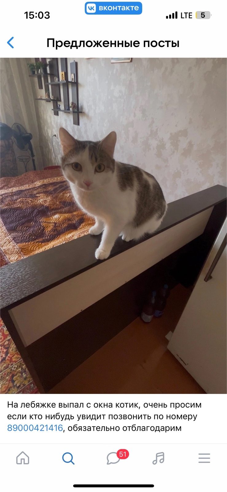 Пропала кошка в Нижнем Тагиле — На лебяжке потерялся котик