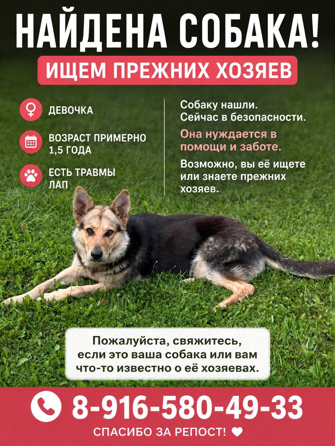 Найдена собака в Краснознаменске — фото объявления