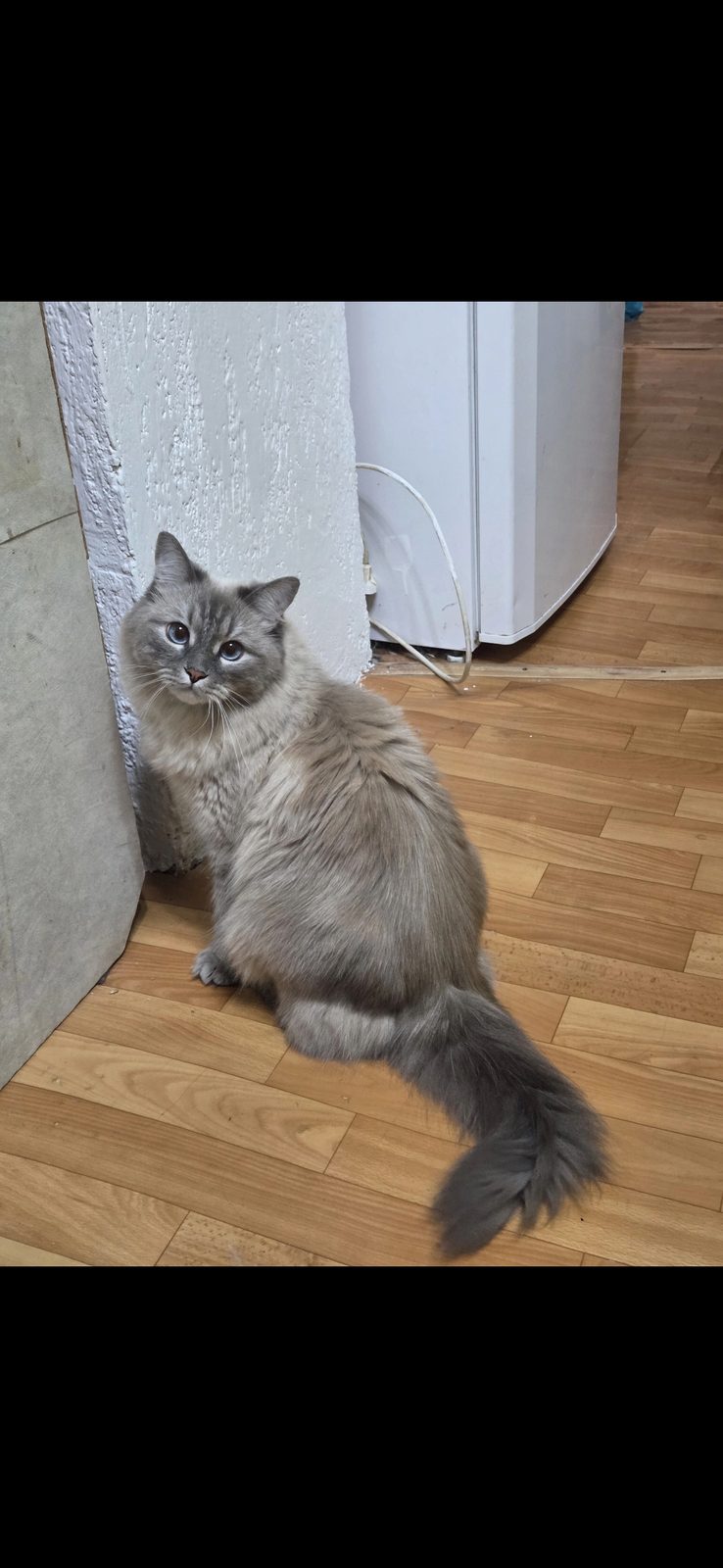 Пропала кошка в Киржаче — фото объявления