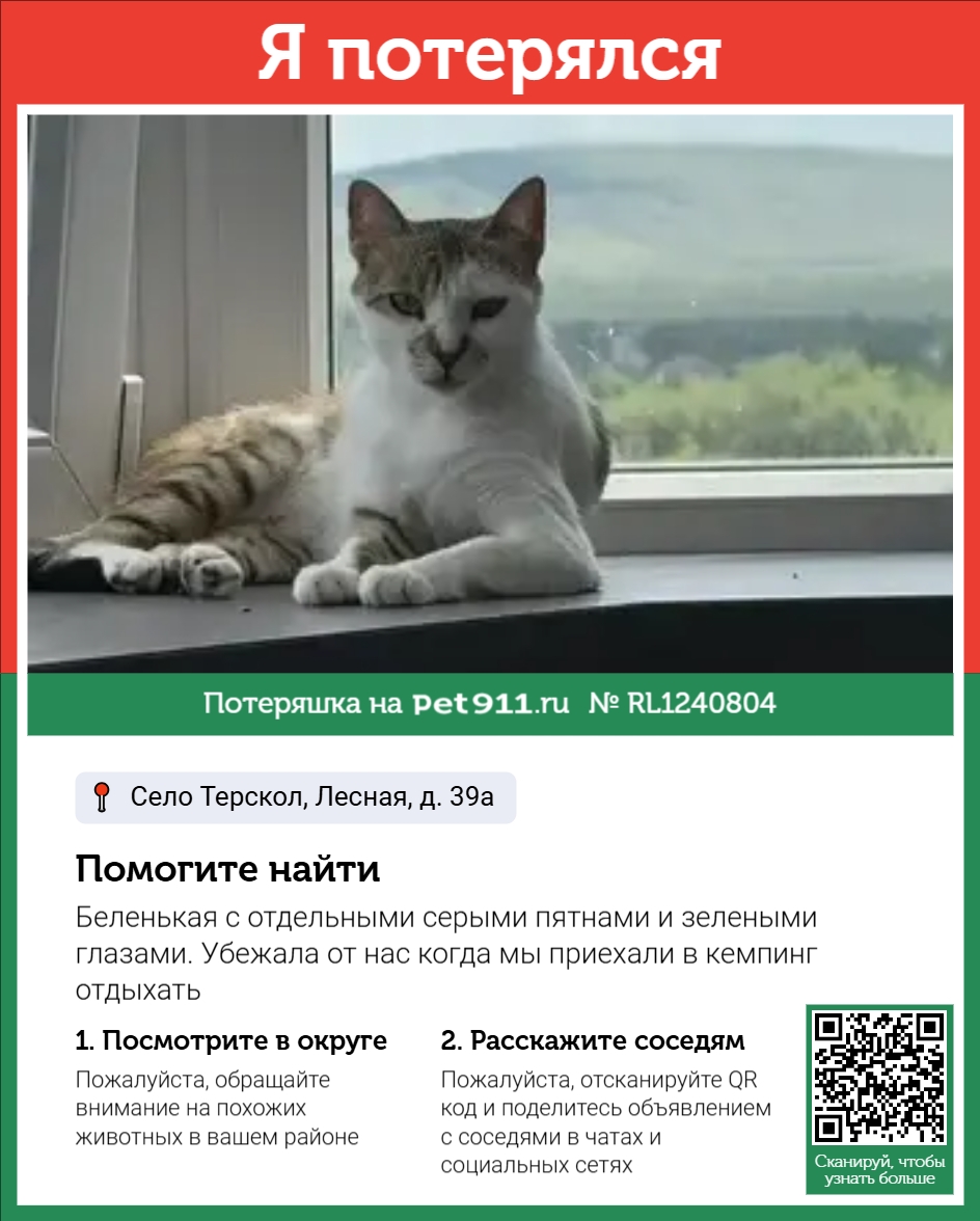 Найдена кошка в Нальчике — фото объявления