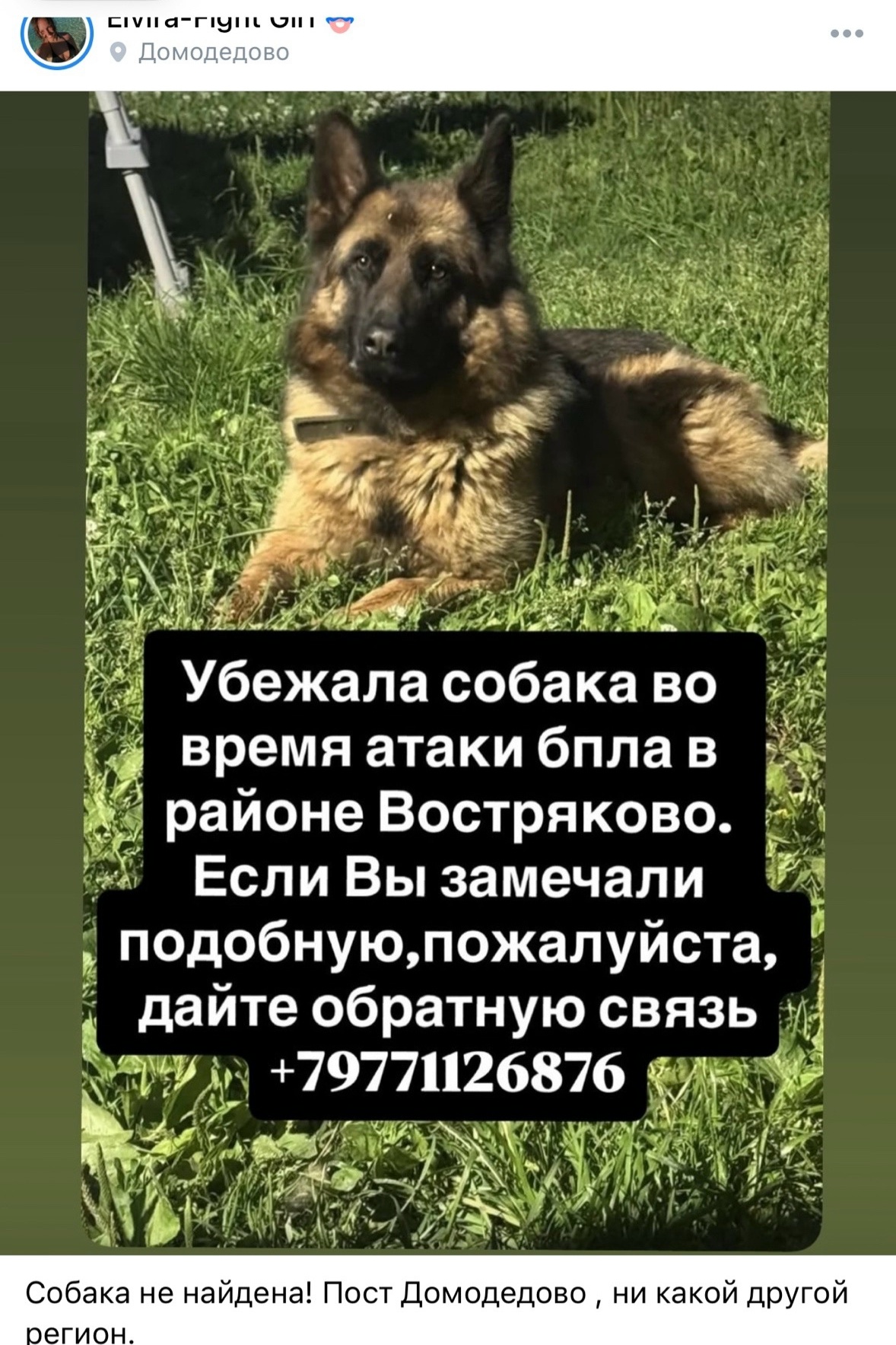 Найдена собака в Домодедове — фото объявления