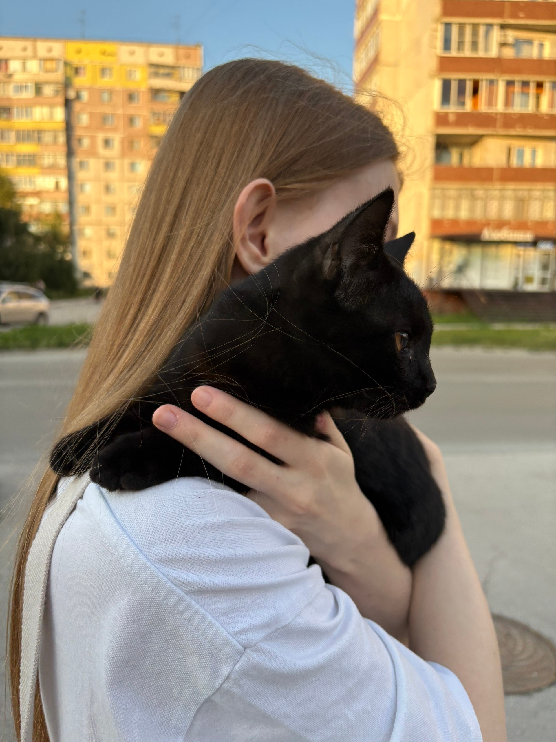 Найдена кошка в Бердске — фото объявления