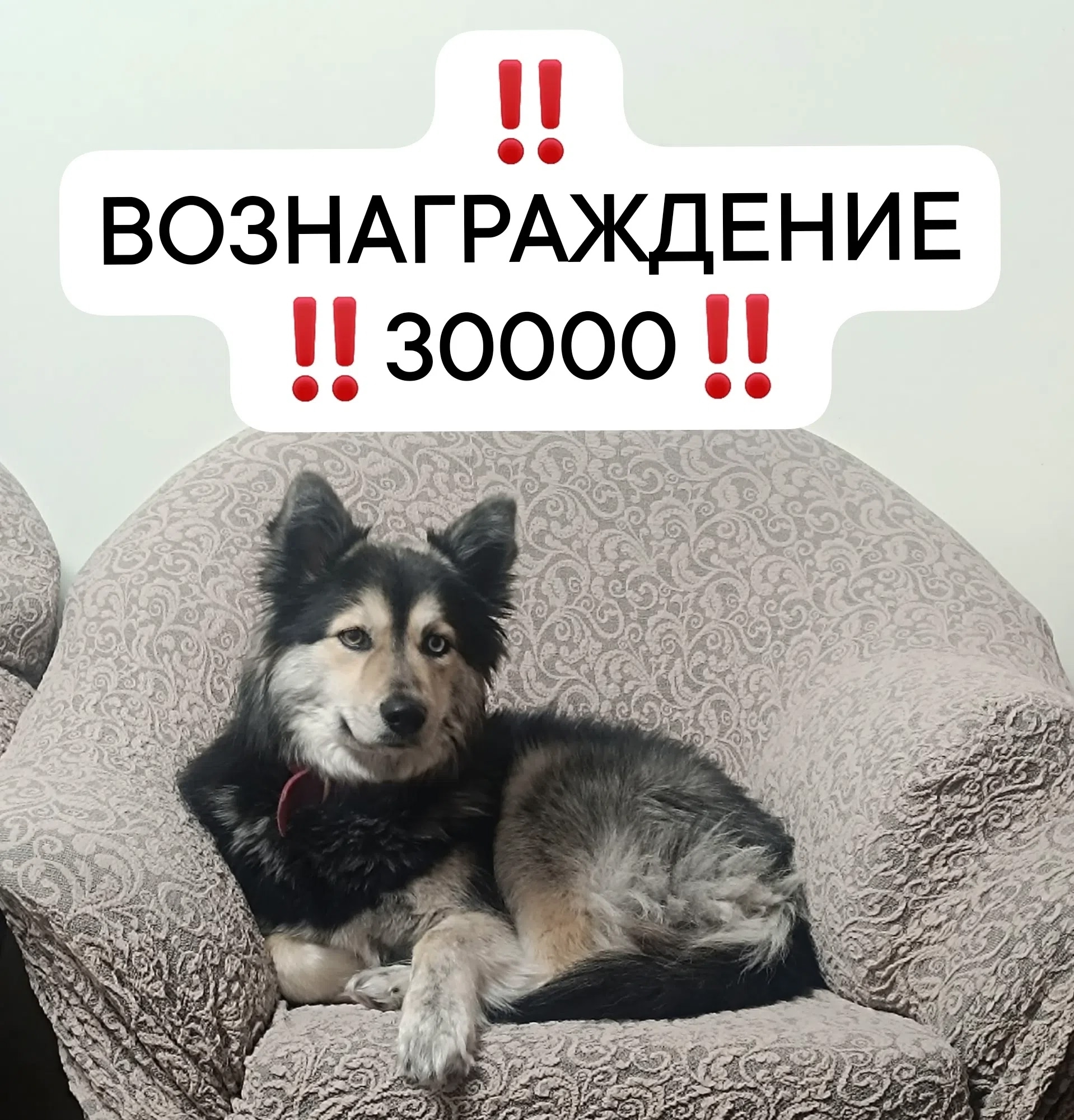 Найдена собака в Миассе — фото объявления