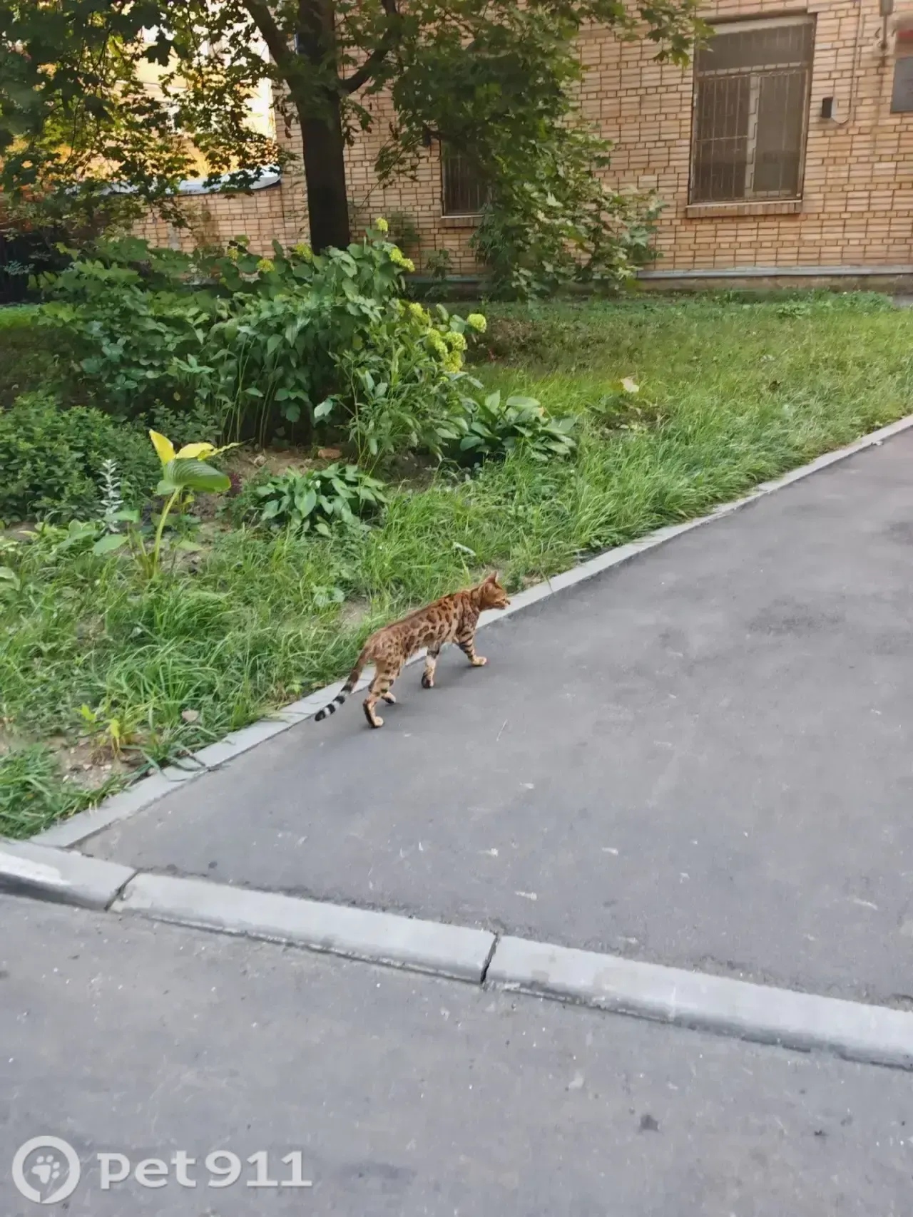 Найдена кошка в Норильске — фото объявления