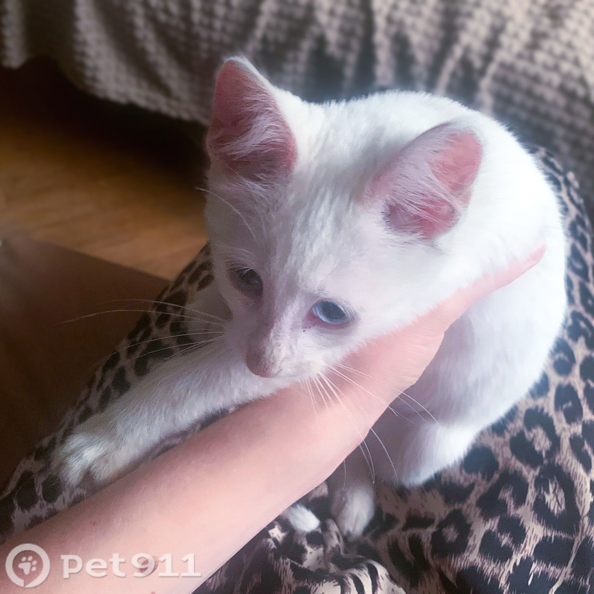 Найдена кошка в Мурине — фото объявления