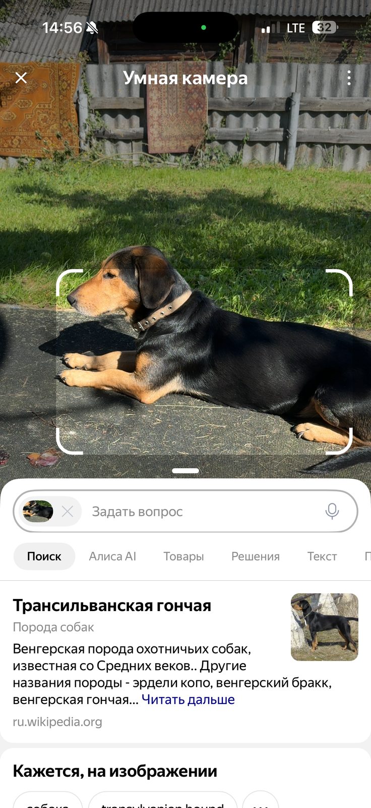 Найдена собака в Егорьевске — фото объявления