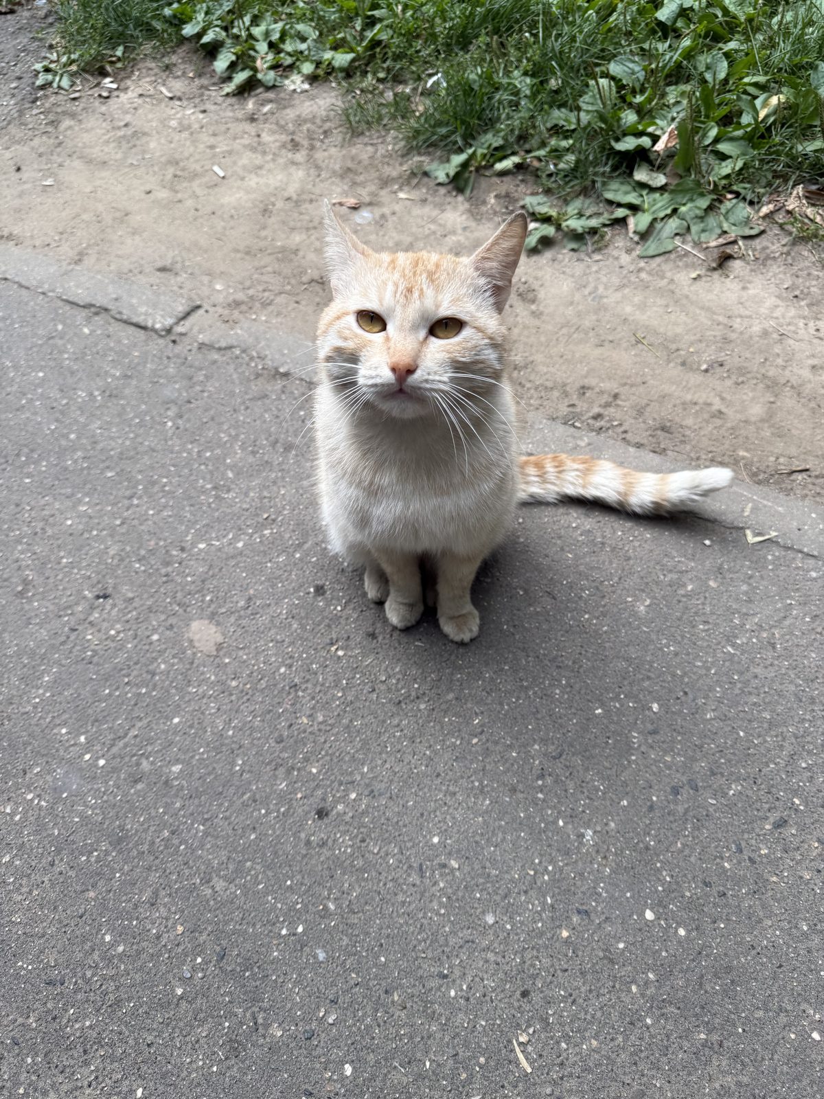 Найдена кошка в Москве — Чертаново,найден кот!