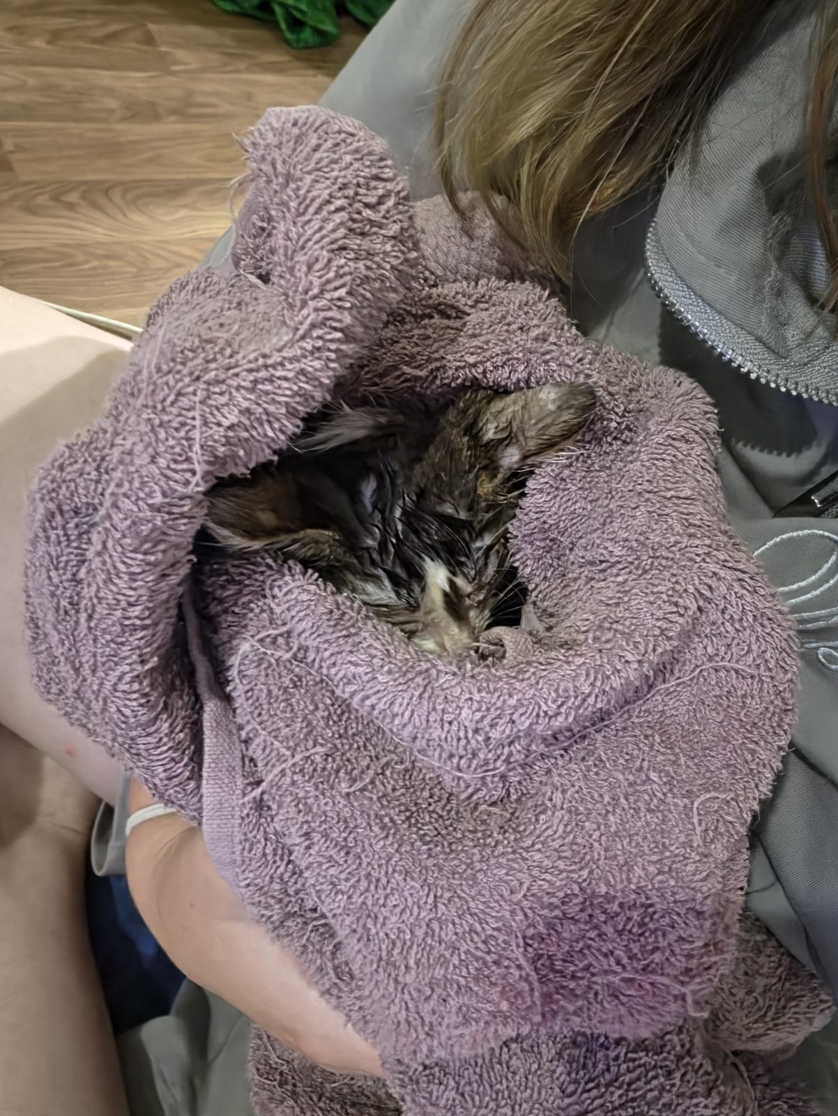 Найдена кошка в Воронеже — Помогите